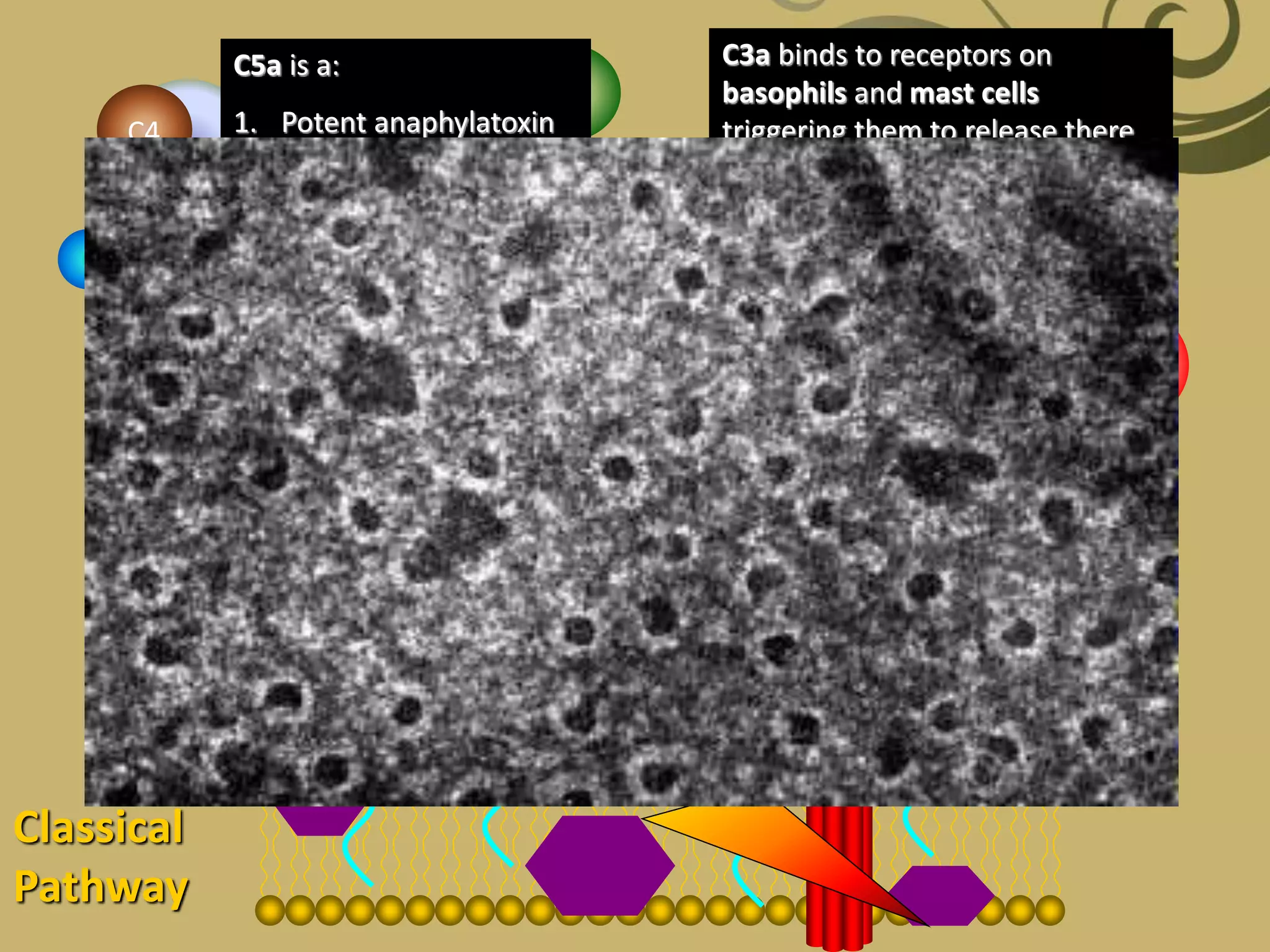 C1q
C2C4
2a
2b4b
4a
C3-convertase
C3
C3a
C3b
C5-Convertase
C3a binds to receptors on
basophils and mast cells
triggering them to release there
vasoactive compounds (enhances
vasodilation and
vasopermeability) -
ANAPHYLATOXIN
C5
C5aC5b
C5a is a:
1. Potent anaphylatoxin
2. Chemoattractant for
neutrophils
C6
C7
C8
C9
Classical
Pathway
 