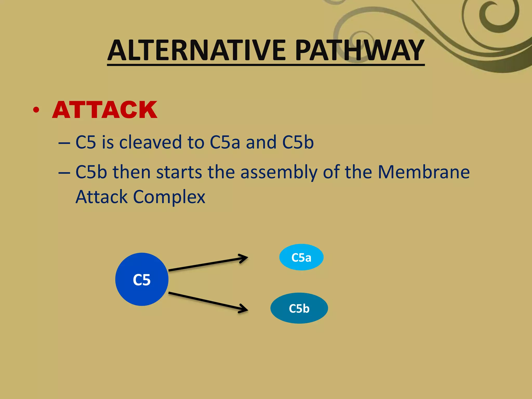 ALTERNATIVE PATHWAY
• ATTACK
– C5 is cleaved to C5a and C5b
– C5b then starts the assembly of the Membrane
Attack Complex
C5
C5a
C5b
 
