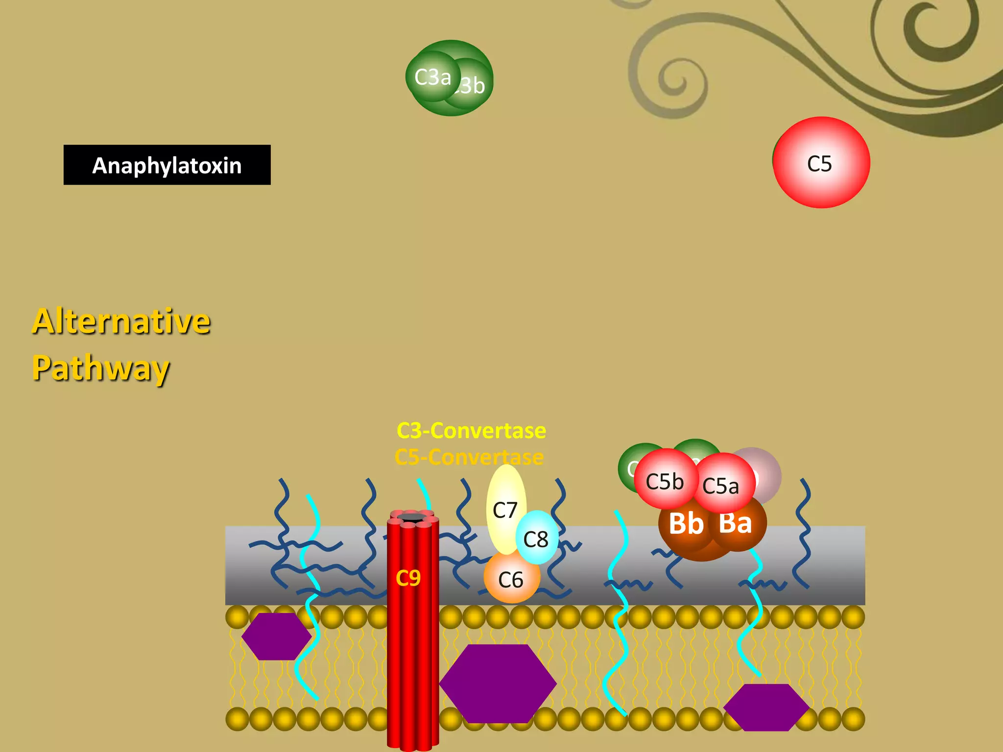 C3C3bC3a
Anaphylatoxin
B
D
Bb Ba
C3
C3a C3bC5-Convertase
C3-Convertase
C5
C5aC5b
Alternative
Pathway
C6
C7
C8
C9
 