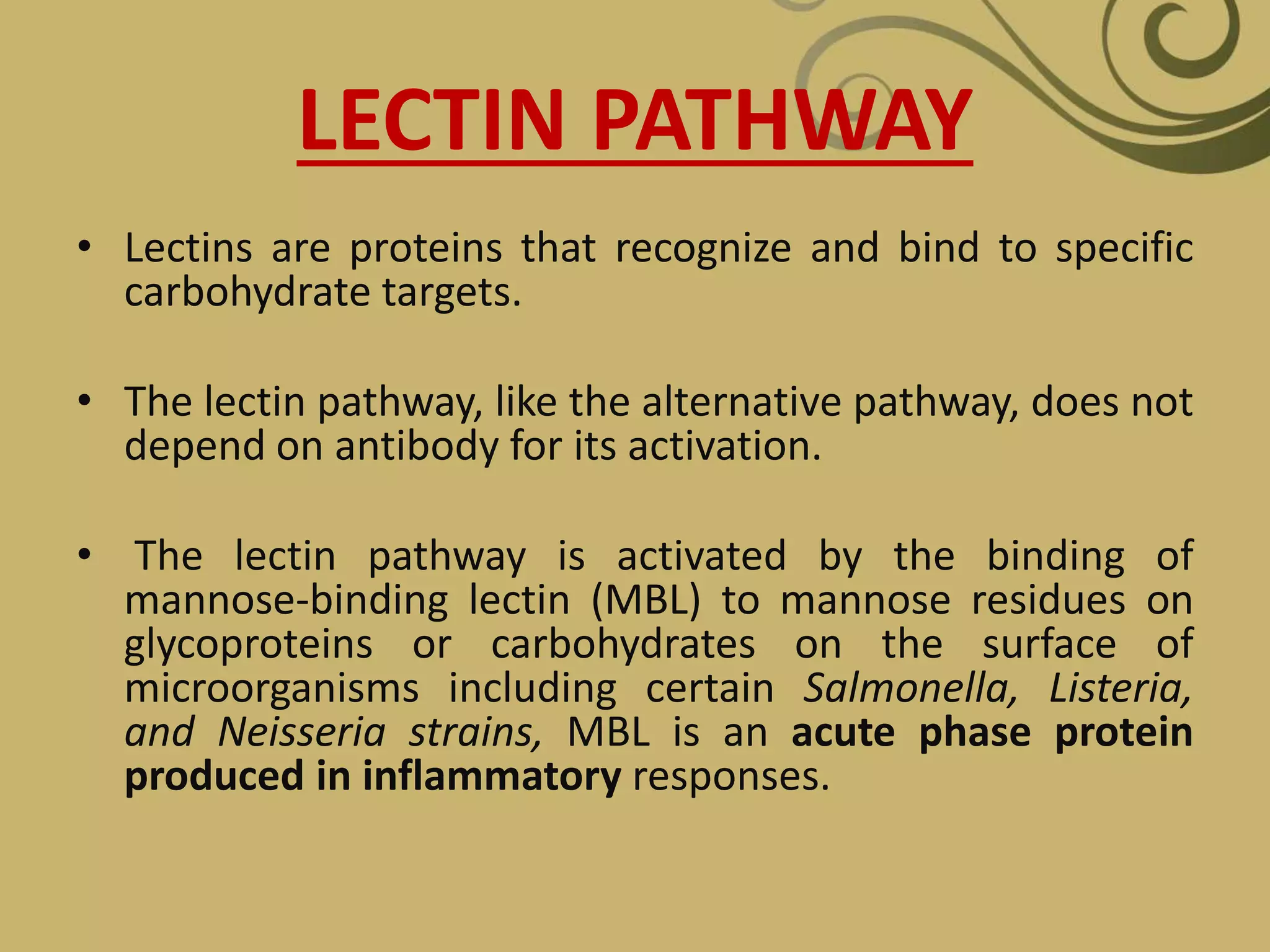 LECTIN PATHWAY
• Lectins are proteins that recognize and bind to specific
carbohydrate targets.
• The lectin pathway, like the alternative pathway, does not
depend on antibody for its activation.
• The lectin pathway is activated by the binding of
mannose-binding lectin (MBL) to mannose residues on
glycoproteins or carbohydrates on the surface of
microorganisms including certain Salmonella, Listeria,
and Neisseria strains, MBL is an acute phase protein
produced in inflammatory responses.
 