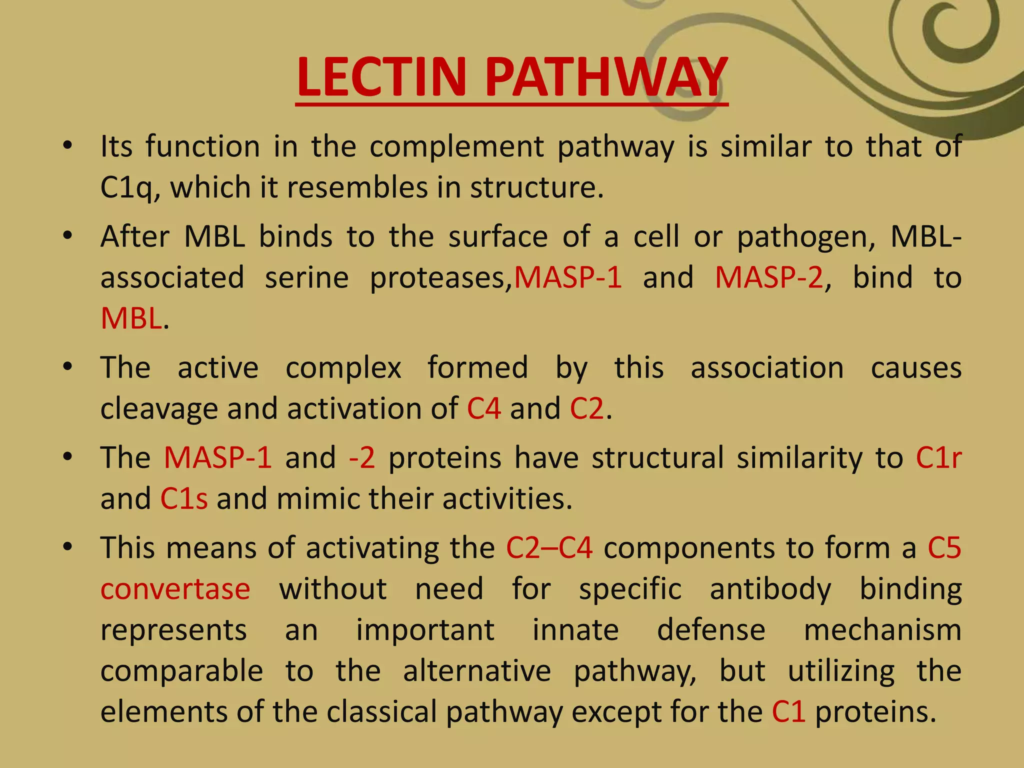 LECTIN PATHWAY
• Its function in the complement pathway is similar to that of
C1q, which it resembles in structure.
• After MBL binds to the surface of a cell or pathogen, MBL-
associated serine proteases,MASP-1 and MASP-2, bind to
MBL.
• The active complex formed by this association causes
cleavage and activation of C4 and C2.
• The MASP-1 and -2 proteins have structural similarity to C1r
and C1s and mimic their activities.
• This means of activating the C2–C4 components to form a C5
convertase without need for specific antibody binding
represents an important innate defense mechanism
comparable to the alternative pathway, but utilizing the
elements of the classical pathway except for the C1 proteins.
 
