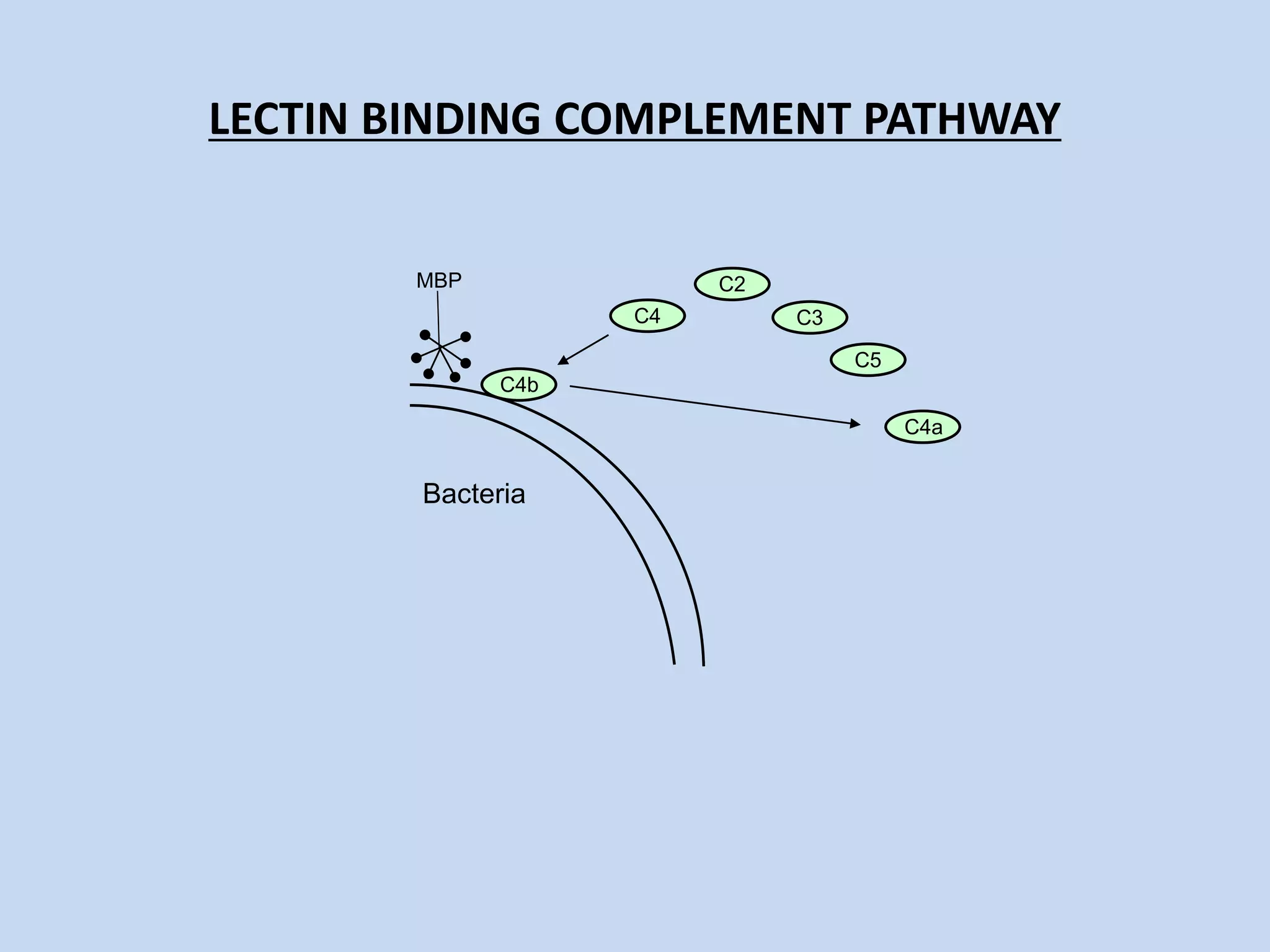 LECTIN BINDING COMPLEMENT PATHWAY
Bacteria
C4
C2
C3
C5
MBP
C4b
C4a
 