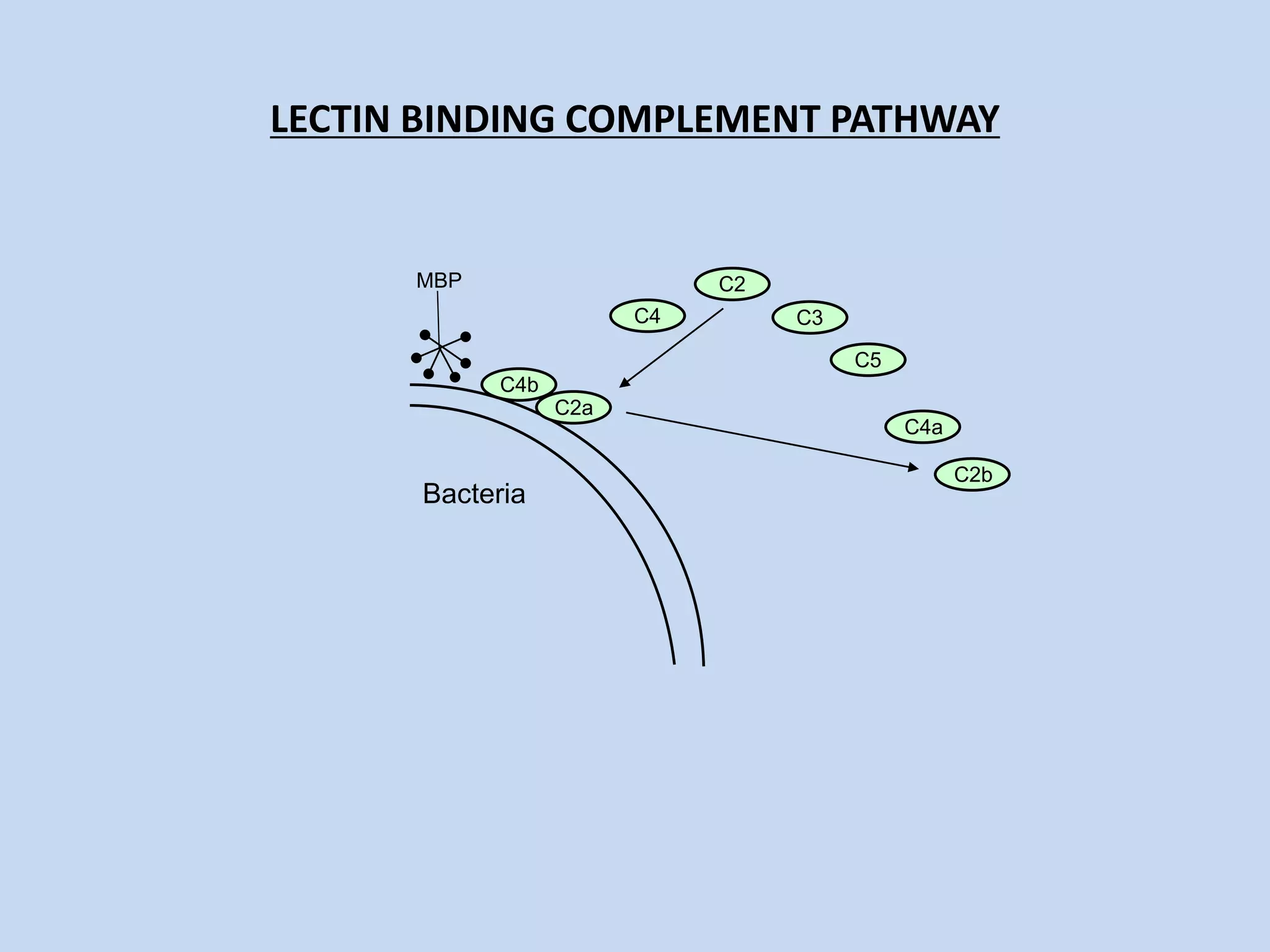 LECTIN BINDING COMPLEMENT PATHWAY
Bacteria
C4
C2
C3
C5
MBP
C4b
C4a
C2a
C2b
 