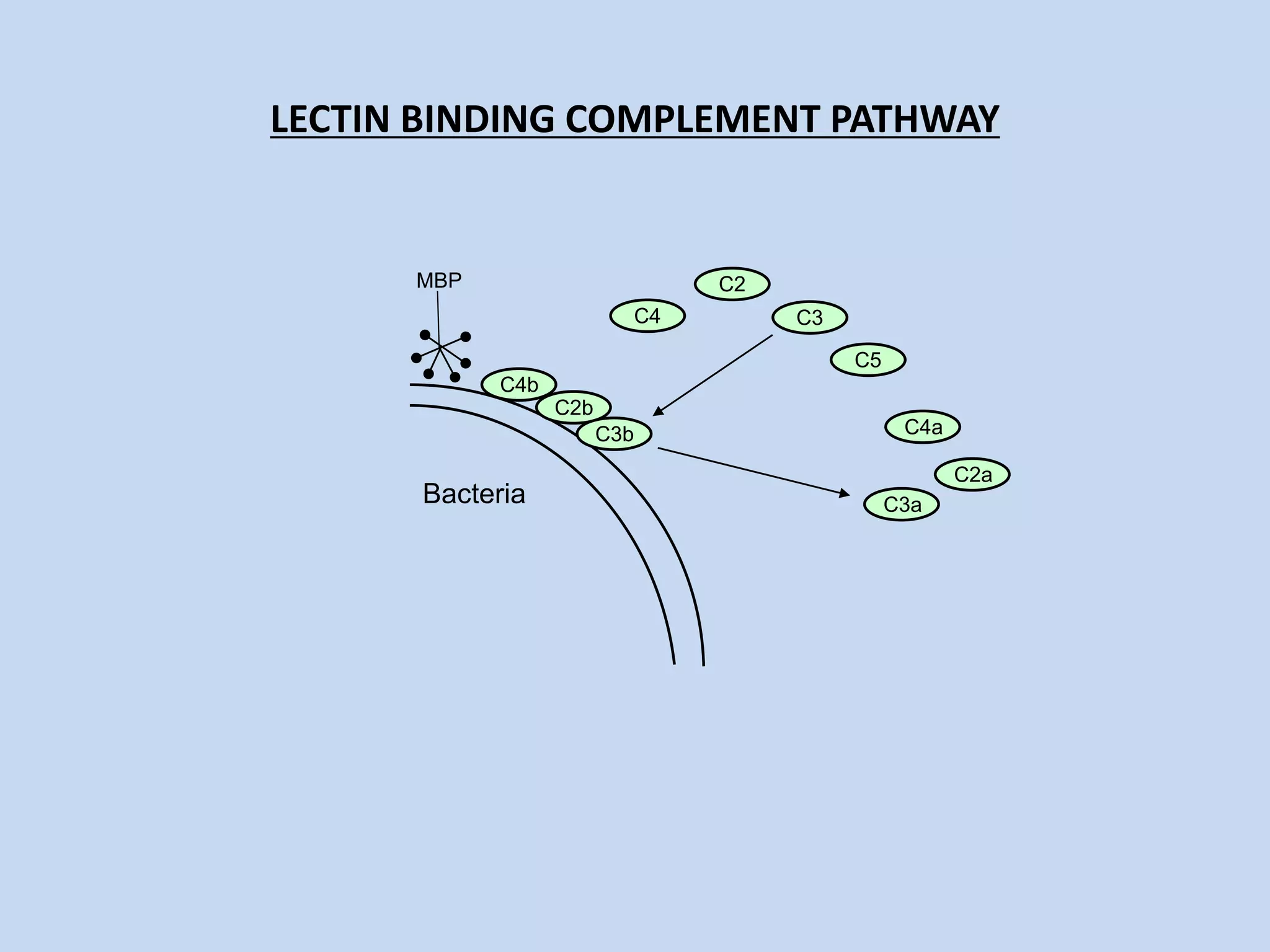 LECTIN BINDING COMPLEMENT PATHWAY
Bacteria
C4
C2
C3
C5
MBP
C4b
C4a
C2b
C2a
C3b
C3a
 