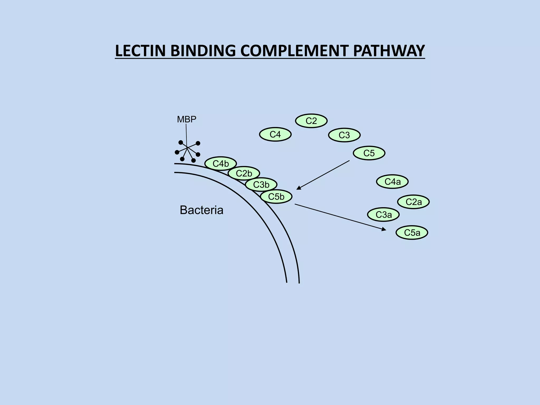 LECTIN BINDING COMPLEMENT PATHWAY
Bacteria
C4
C2
C3
C5
MBP
C4b
C4a
C2b
C2a
C3b
C3a
C5b
C5a
 