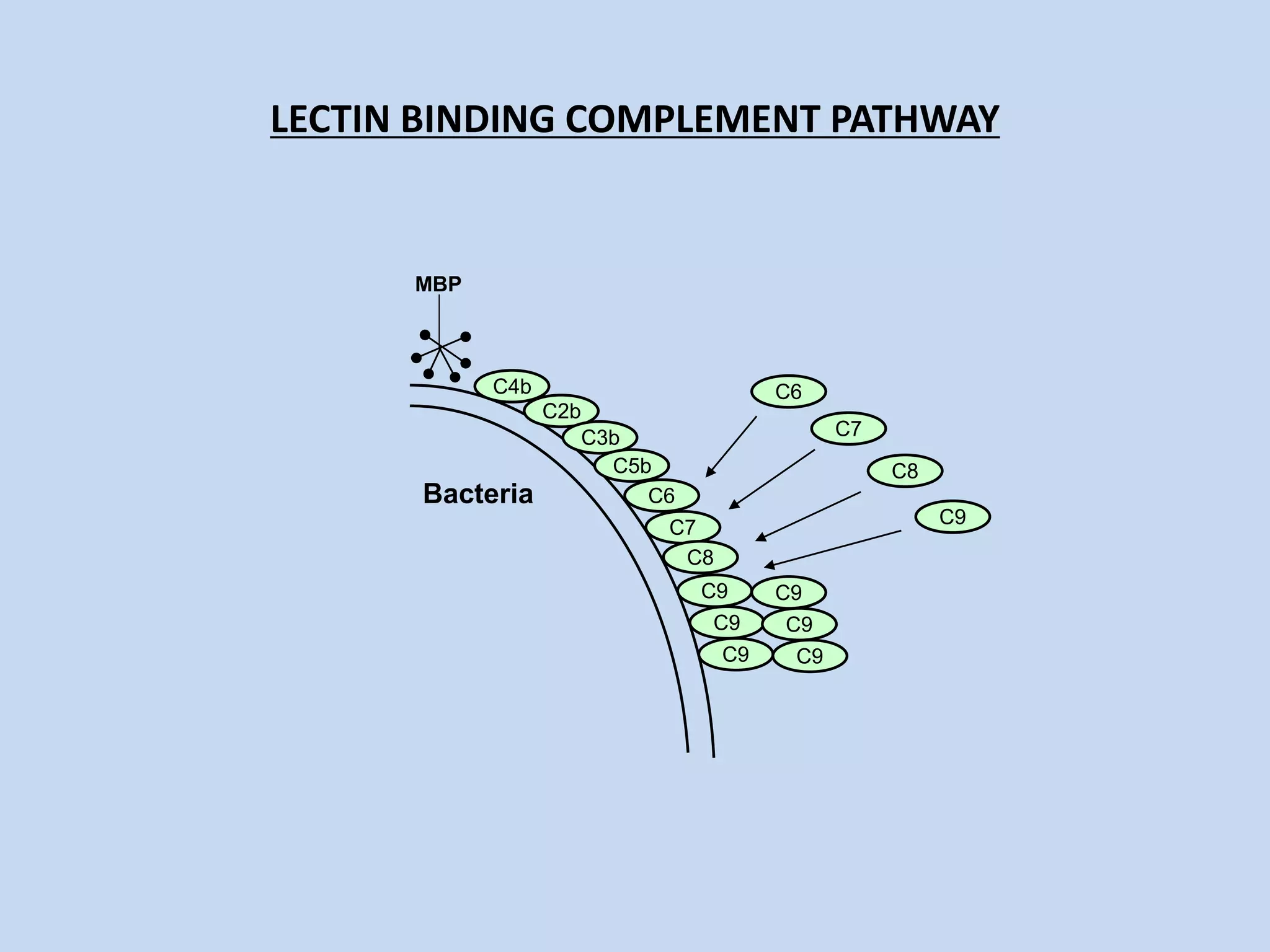 LECTIN BINDING COMPLEMENT PATHWAY
Bacteria
C6
C7
C8
C9
MBP
C4b
C2b
C3b
C5b
C6
C7
C8
C9
C9
C9
C9
C9
C9
 
