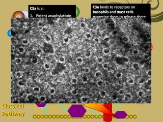Complement system | PPTX