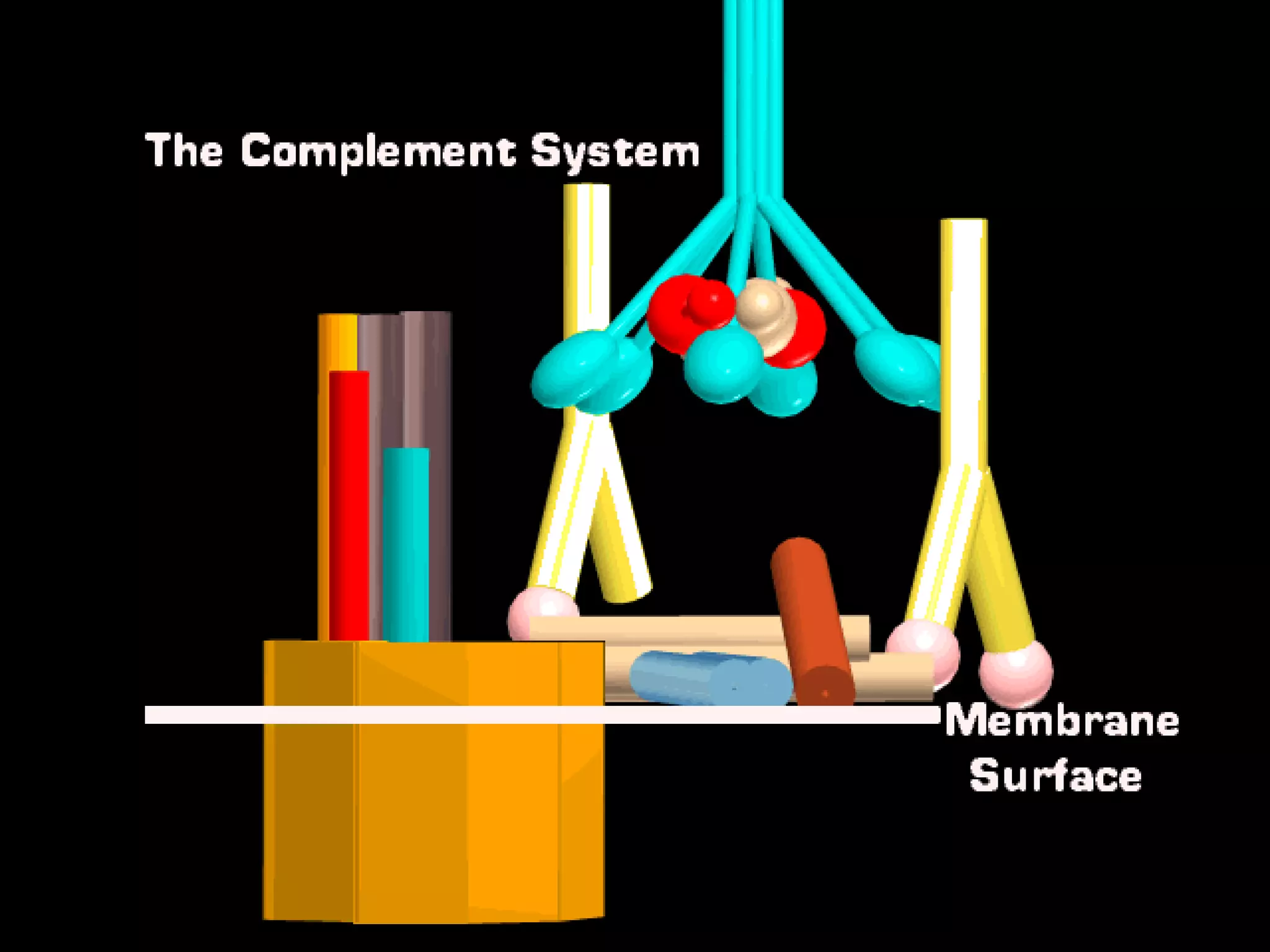 Complement system
 