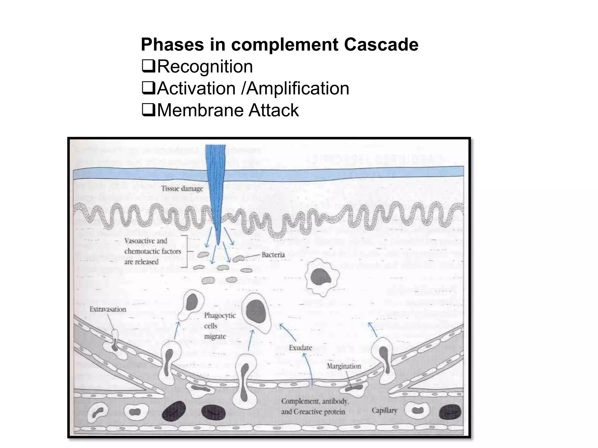 Phases in complement Cascade
Recognition
Activation /Amplification
Membrane Attack
 