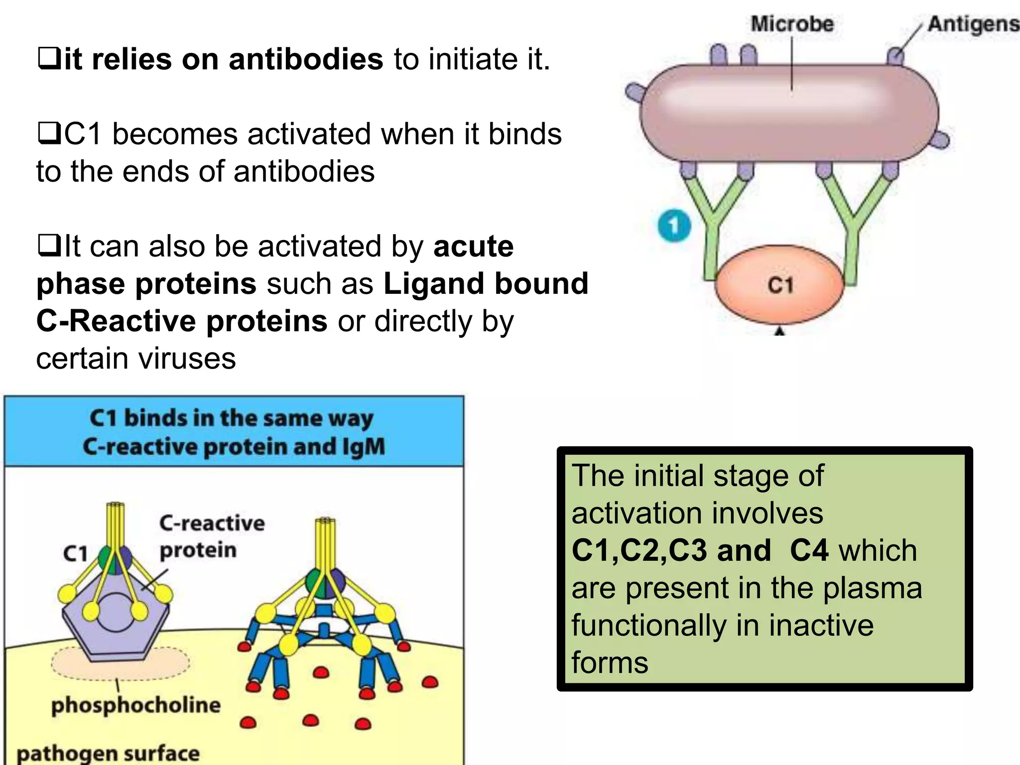 it relies on antibodies to initiate it.
C1 becomes activated when it binds
to the ends of antibodies
It can also be activated by acute
phase proteins such as Ligand bound
C-Reactive proteins or directly by
certain viruses
The initial stage of
activation involves
C1,C2,C3 and C4 which
are present in the plasma
functionally in inactive
forms
 