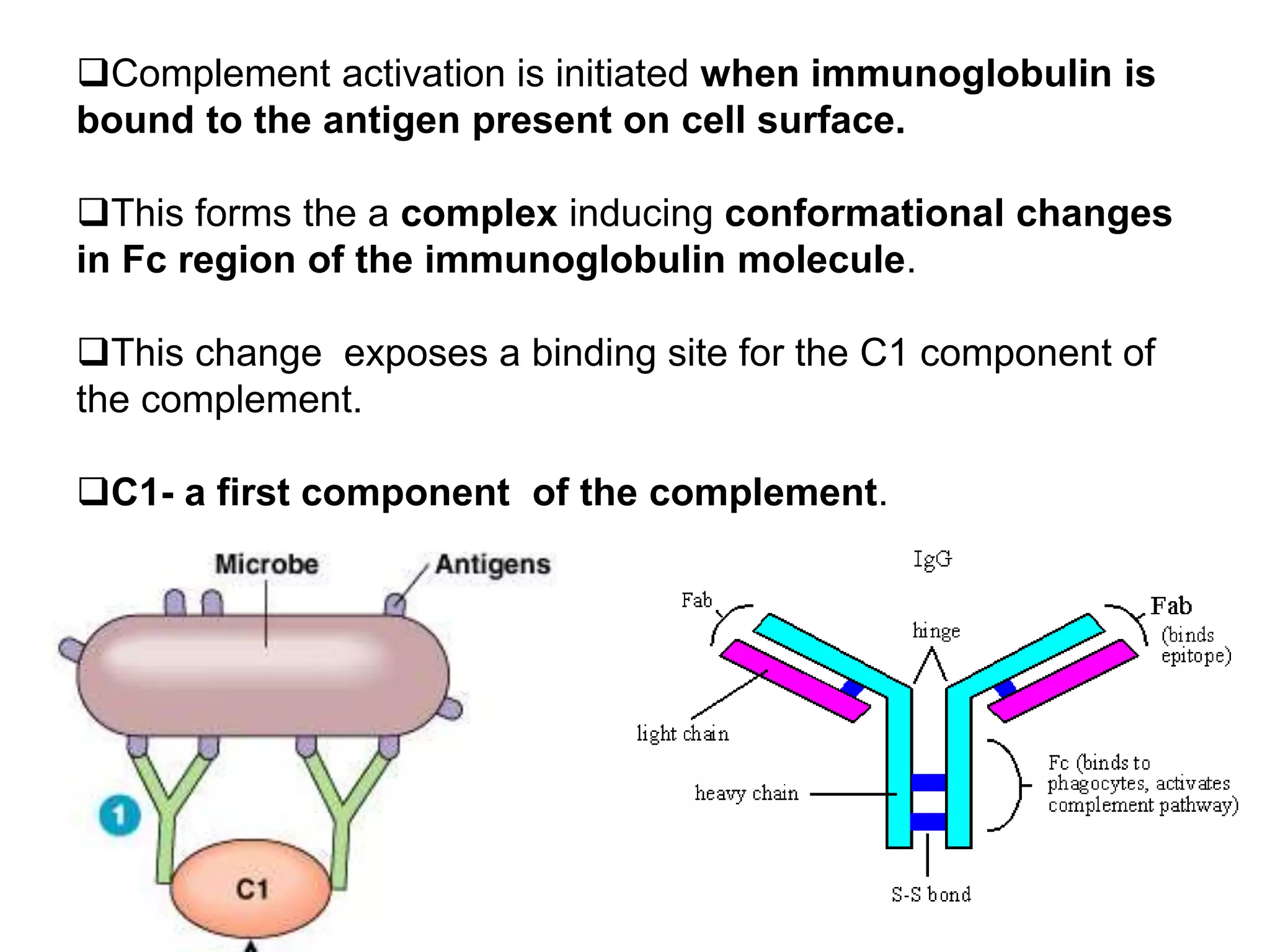 Complement activation is initiated when immunoglobulin is
bound to the antigen present on cell surface.
This forms the a complex inducing conformational changes
in Fc region of the immunoglobulin molecule.
This change exposes a binding site for the C1 component of
the complement.
C1- a first component of the complement.
 