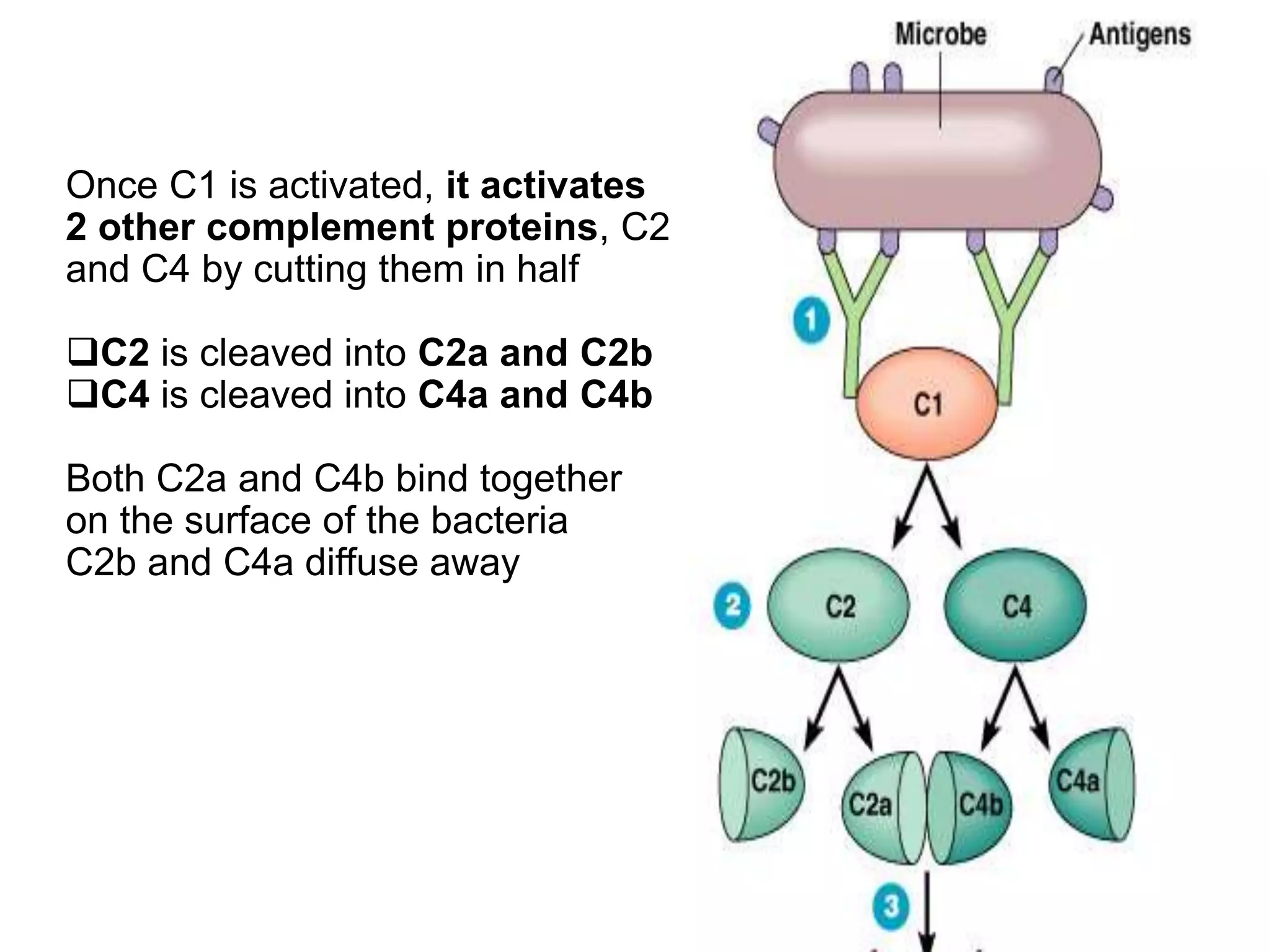 Once C1 is activated, it activates
2 other complement proteins, C2
and C4 by cutting them in half
C2 is cleaved into C2a and C2b
C4 is cleaved into C4a and C4b
Both C2a and C4b bind together
on the surface of the bacteria
C2b and C4a diffuse away
 