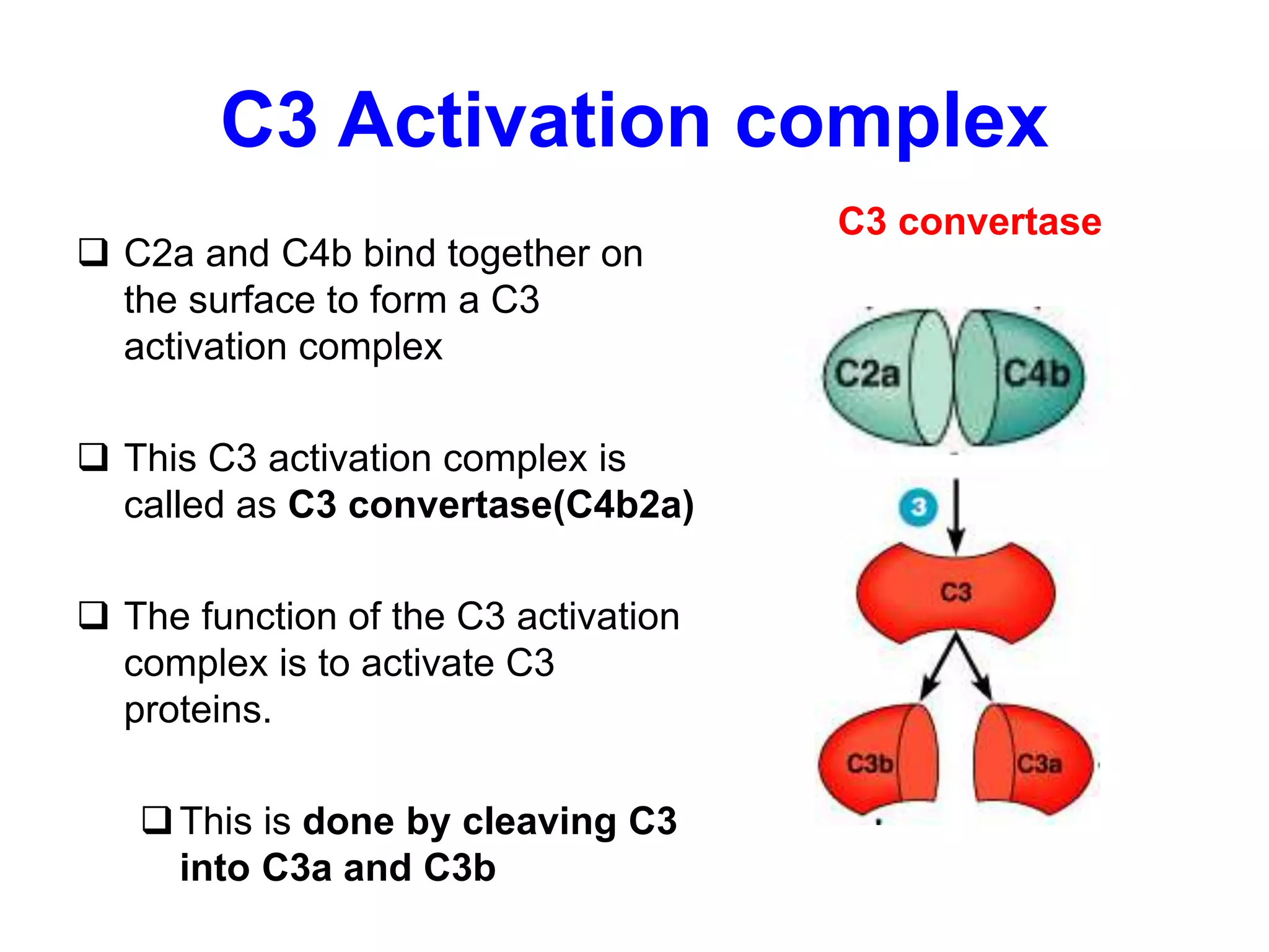 C3 Activation complex
 C2a and C4b bind together on
the surface to form a C3
activation complex
 This C3 activation complex is
called as C3 convertase(C4b2a)
 The function of the C3 activation
complex is to activate C3
proteins.
This is done by cleaving C3
into C3a and C3b
C3 convertase
 