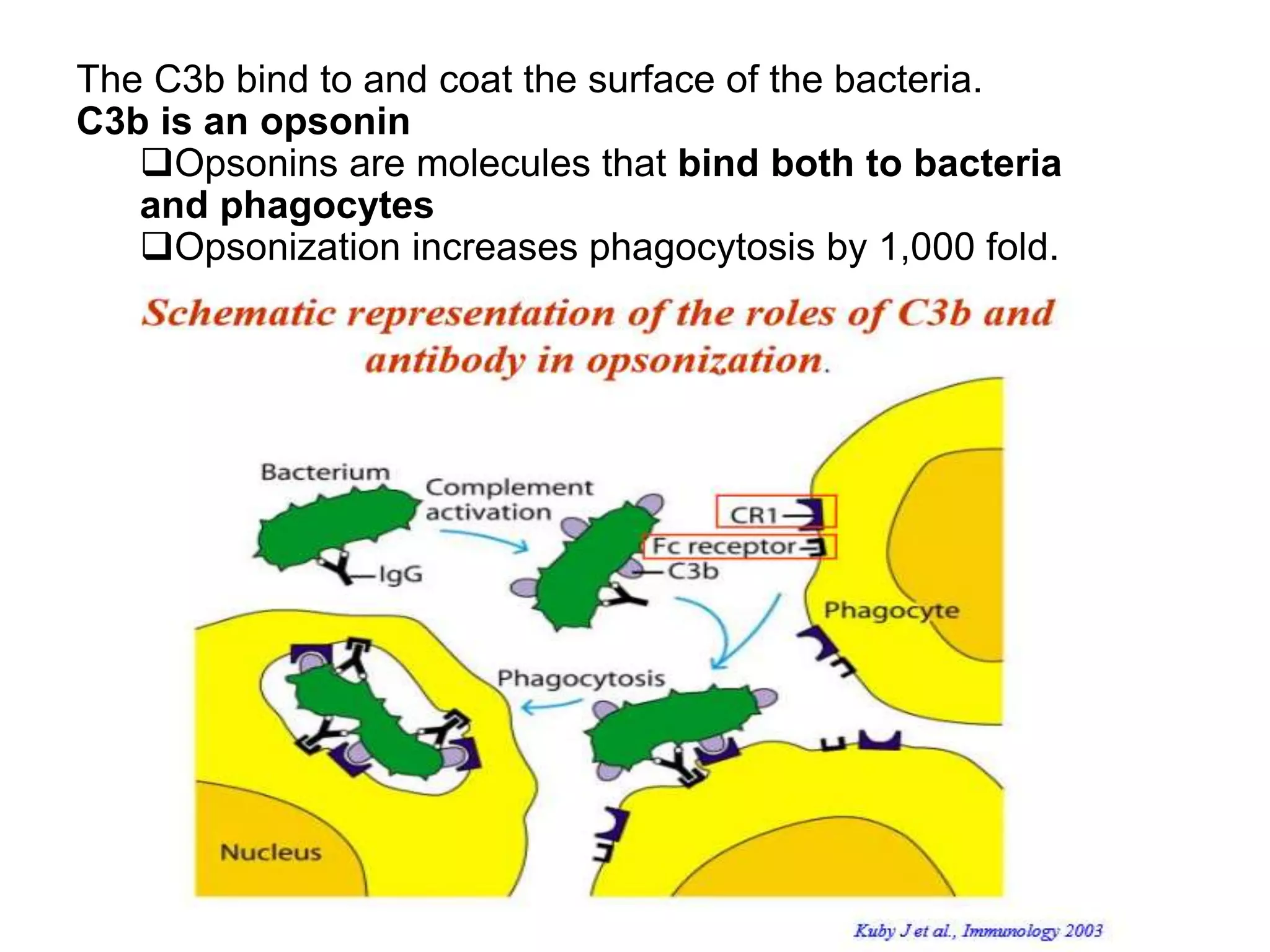 The C3b bind to and coat the surface of the bacteria.
C3b is an opsonin
Opsonins are molecules that bind both to bacteria
and phagocytes
Opsonization increases phagocytosis by 1,000 fold.
 