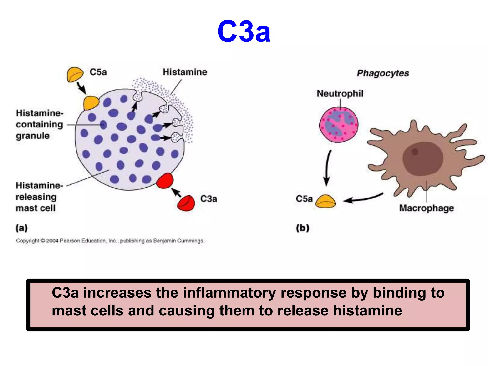 C3a
C3a increases the inflammatory response by binding to
mast cells and causing them to release histamine
 