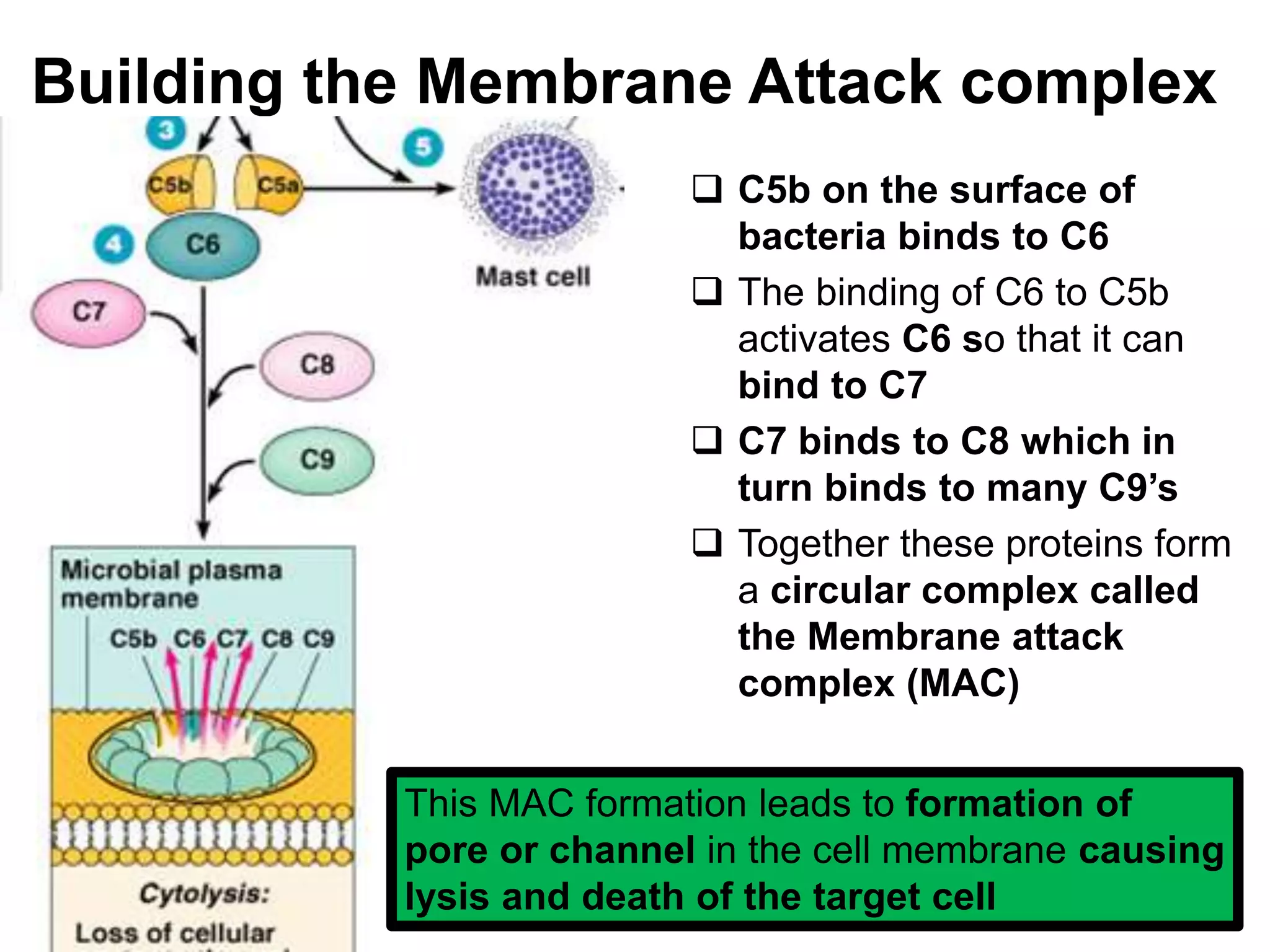 Building the Membrane Attack complex
 C5b on the surface of
bacteria binds to C6
 The binding of C6 to C5b
activates C6 so that it can
bind to C7
 C7 binds to C8 which in
turn binds to many C9’s
 Together these proteins form
a circular complex called
the Membrane attack
complex (MAC)
This MAC formation leads to formation of
pore or channel in the cell membrane causing
lysis and death of the target cell
 