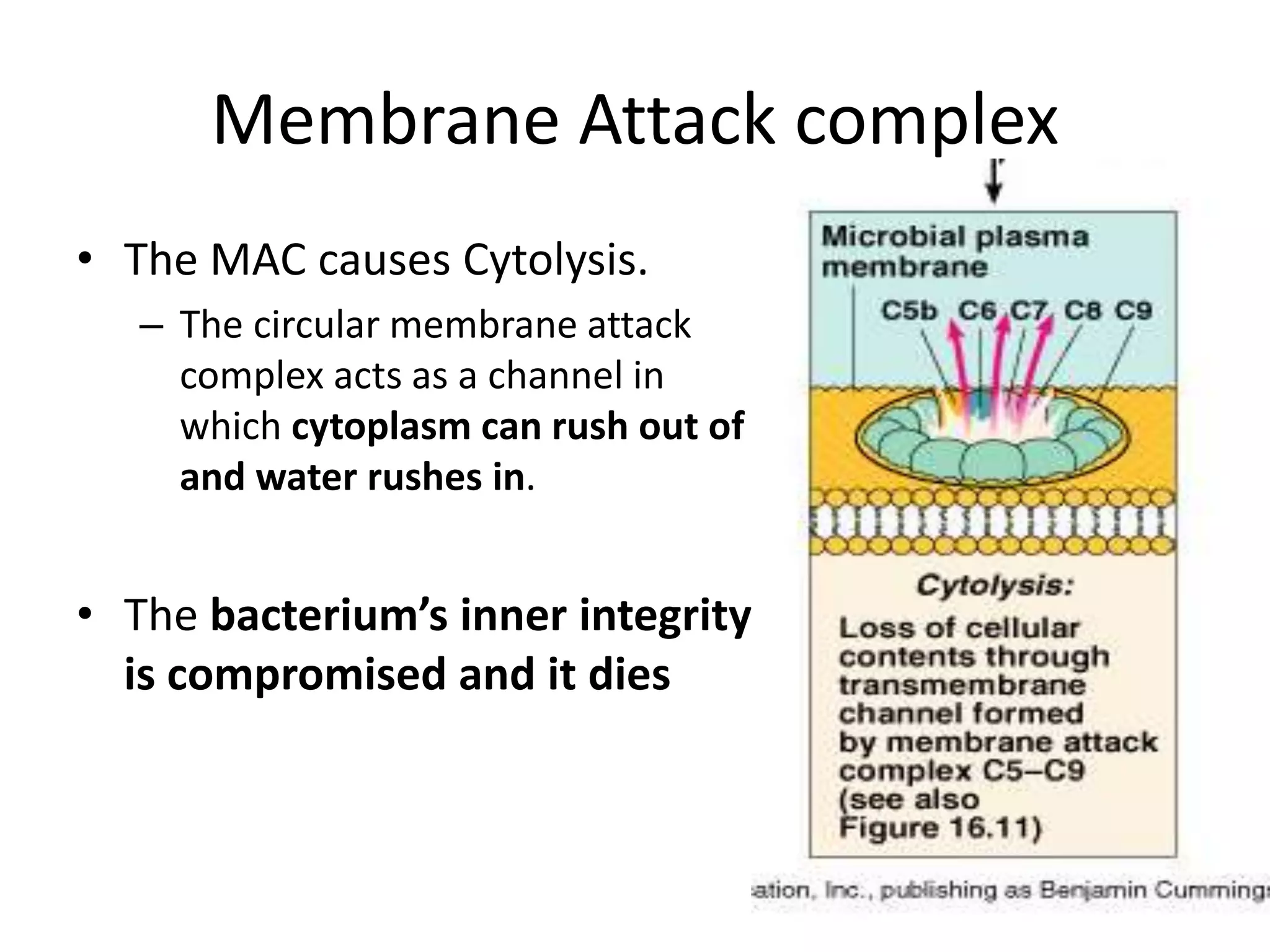 Membrane Attack complex
• The MAC causes Cytolysis.
– The circular membrane attack
complex acts as a channel in
which cytoplasm can rush out of
and water rushes in.
• The bacterium’s inner integrity
is compromised and it dies
 