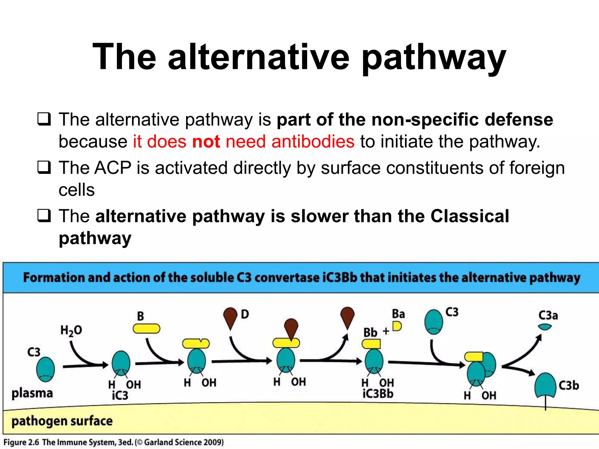 The alternative pathway
 The alternative pathway is part of the non-specific defense
because it does not need antibodies to initiate the pathway.
 The ACP is activated directly by surface constituents of foreign
cells
 The alternative pathway is slower than the Classical
pathway
 