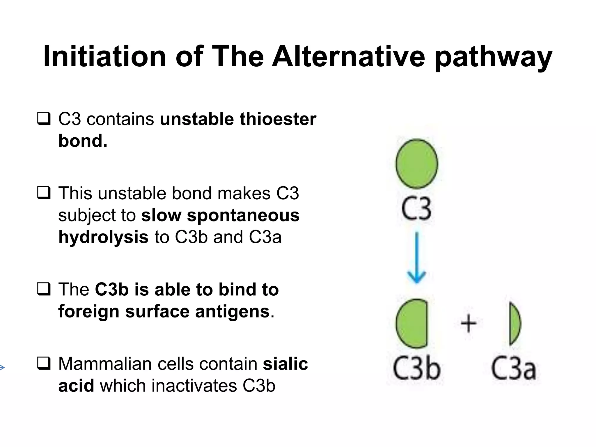 Initiation of The Alternative pathway
 C3 contains unstable thioester
bond.
 This unstable bond makes C3
subject to slow spontaneous
hydrolysis to C3b and C3a
 The C3b is able to bind to
foreign surface antigens.
 Mammalian cells contain sialic
acid which inactivates C3b
 