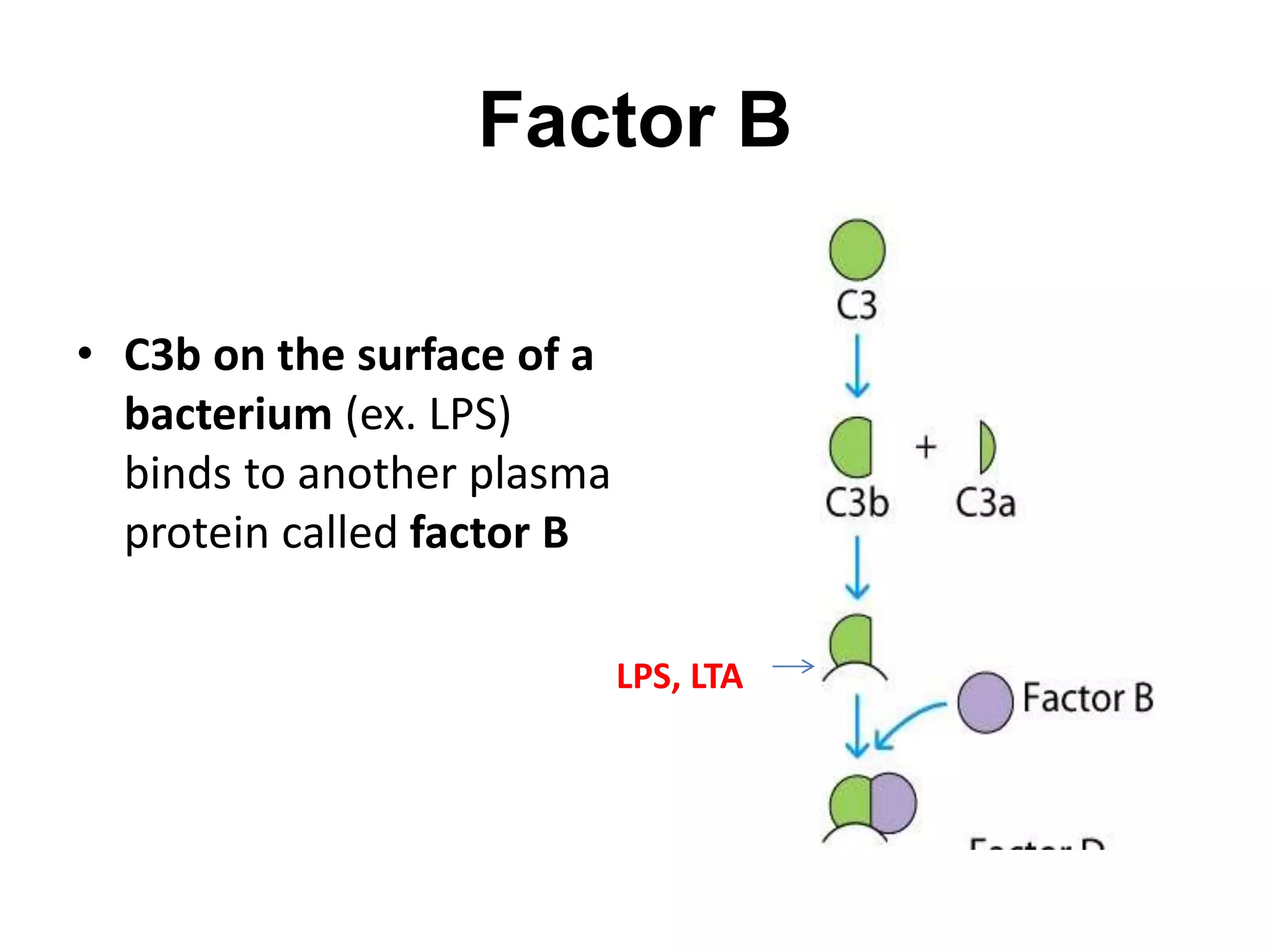 Factor B
• C3b on the surface of a
bacterium (ex. LPS)
binds to another plasma
protein called factor B
LPS, LTA
 
