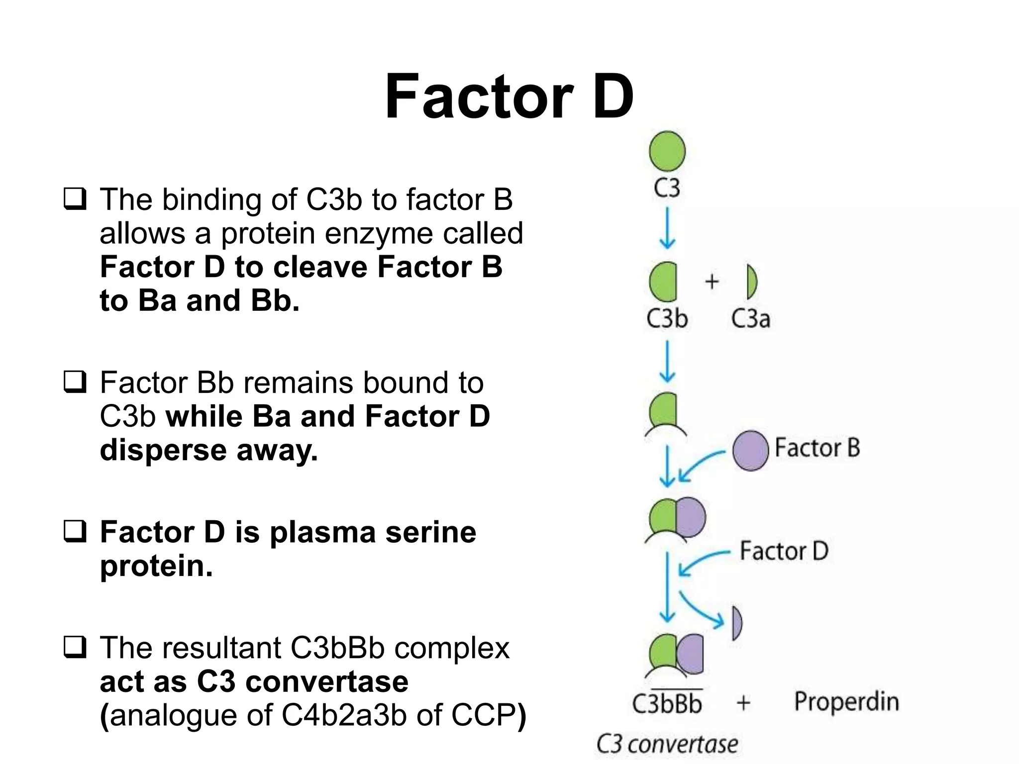 Factor D
 The binding of C3b to factor B
allows a protein enzyme called
Factor D to cleave Factor B
to Ba and Bb.
 Factor Bb remains bound to
C3b while Ba and Factor D
disperse away.
 Factor D is plasma serine
protein.
 The resultant C3bBb complex
act as C3 convertase
(analogue of C4b2a3b of CCP)
 