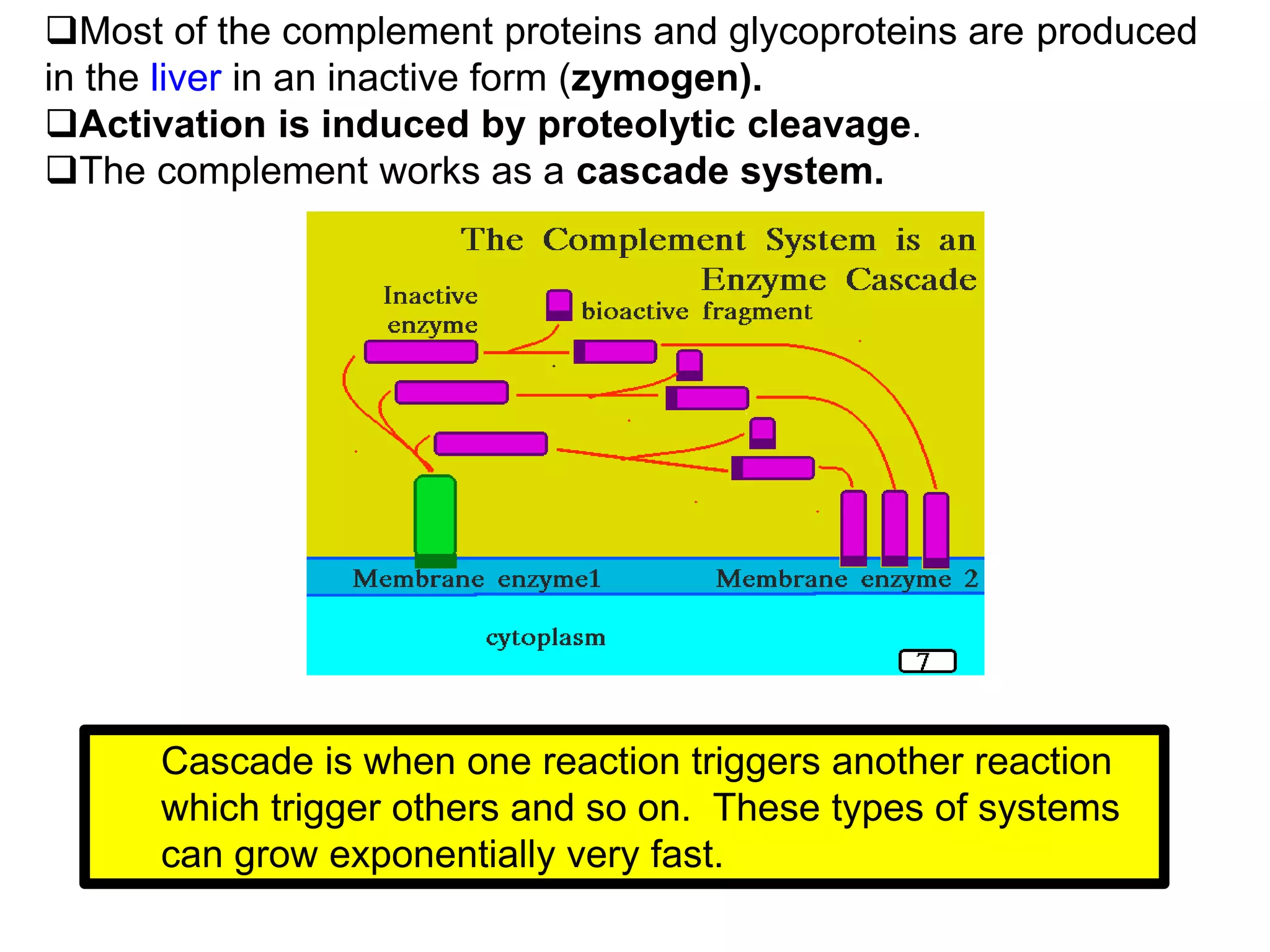 Most of the complement proteins and glycoproteins are produced
in the liver in an inactive form (zymogen).
Activation is induced by proteolytic cleavage.
The complement works as a cascade system.
Cascade is when one reaction triggers another reaction
which trigger others and so on. These types of systems
can grow exponentially very fast.
 