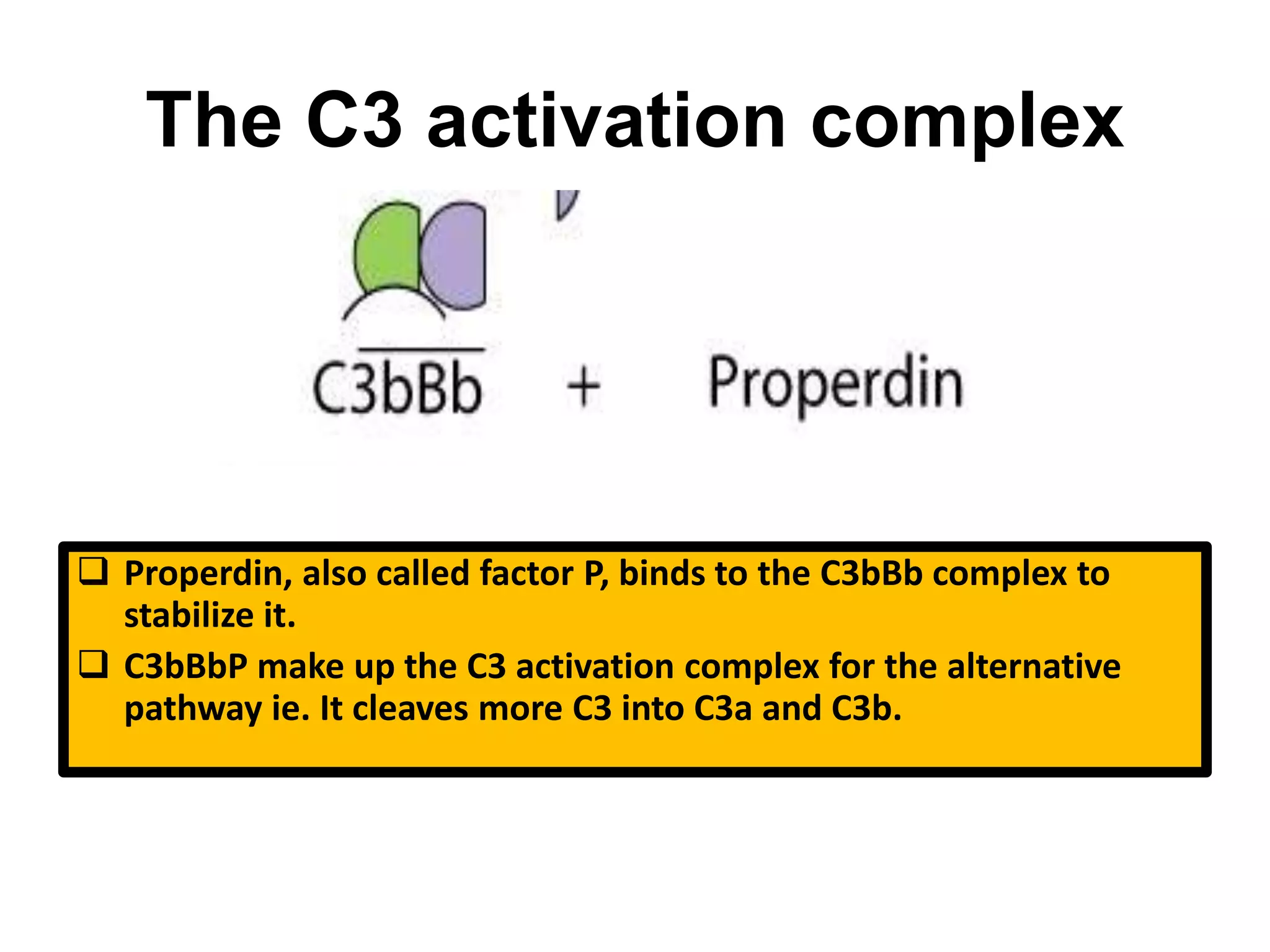 The C3 activation complex
 Properdin, also called factor P, binds to the C3bBb complex to
stabilize it.
 C3bBbP make up the C3 activation complex for the alternative
pathway ie. It cleaves more C3 into C3a and C3b.
 
