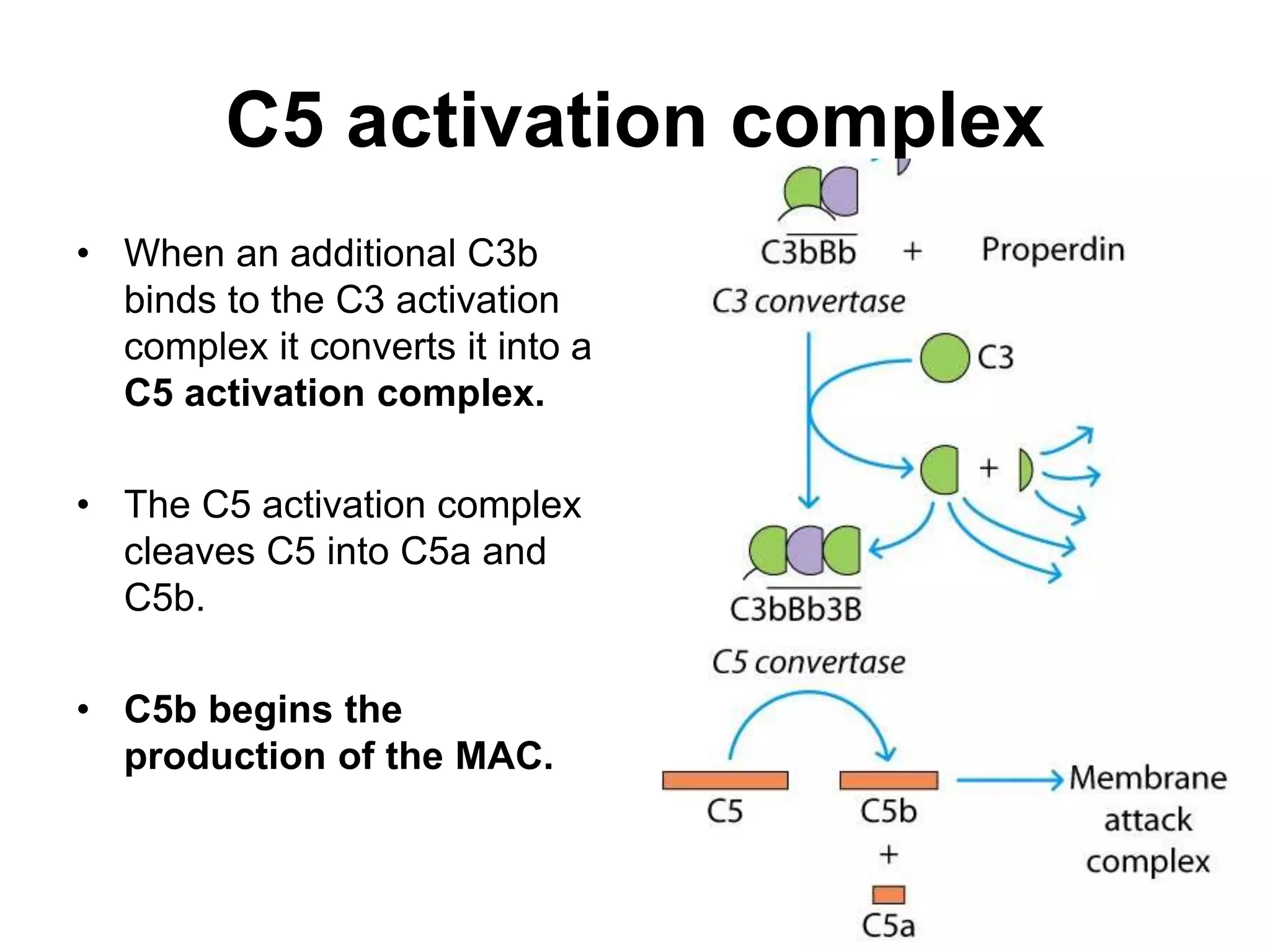 C5 activation complex
• When an additional C3b
binds to the C3 activation
complex it converts it into a
C5 activation complex.
• The C5 activation complex
cleaves C5 into C5a and
C5b.
• C5b begins the
production of the MAC.
 