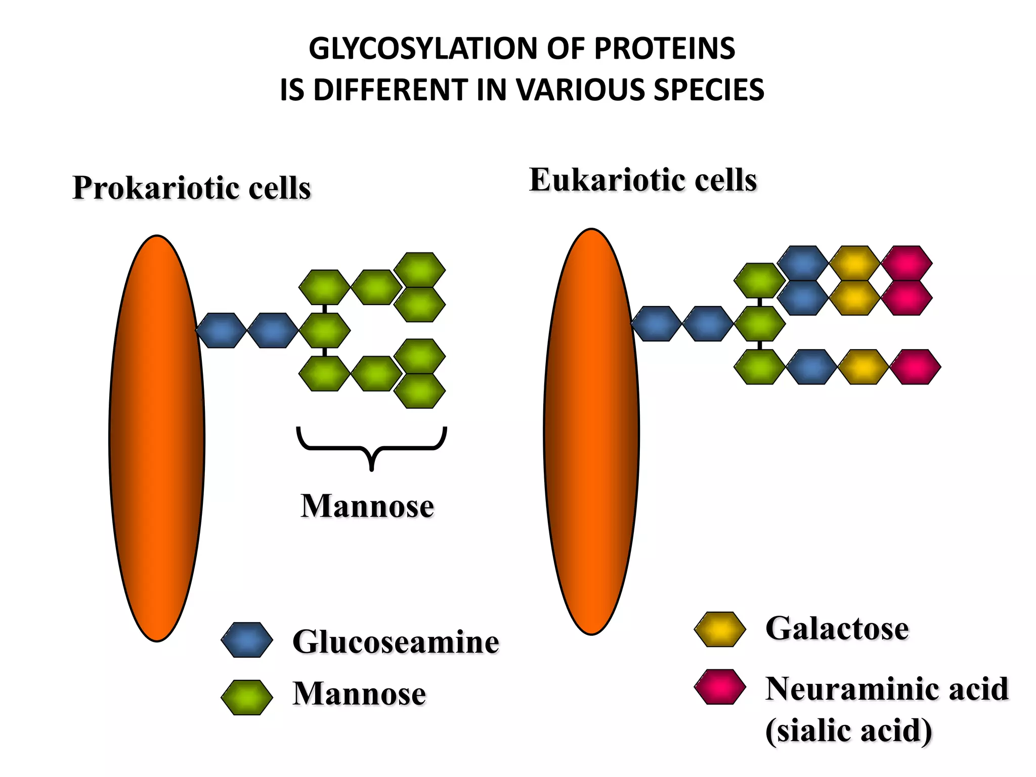 Mannose
Eukariotic cells
Glucoseamine
Mannose
Galactose
Neuraminic acid
(sialic acid)
GLYCOSYLATION OF PROTEINS
IS DIFFERENT IN VARIOUS SPECIES
Prokariotic cells
 