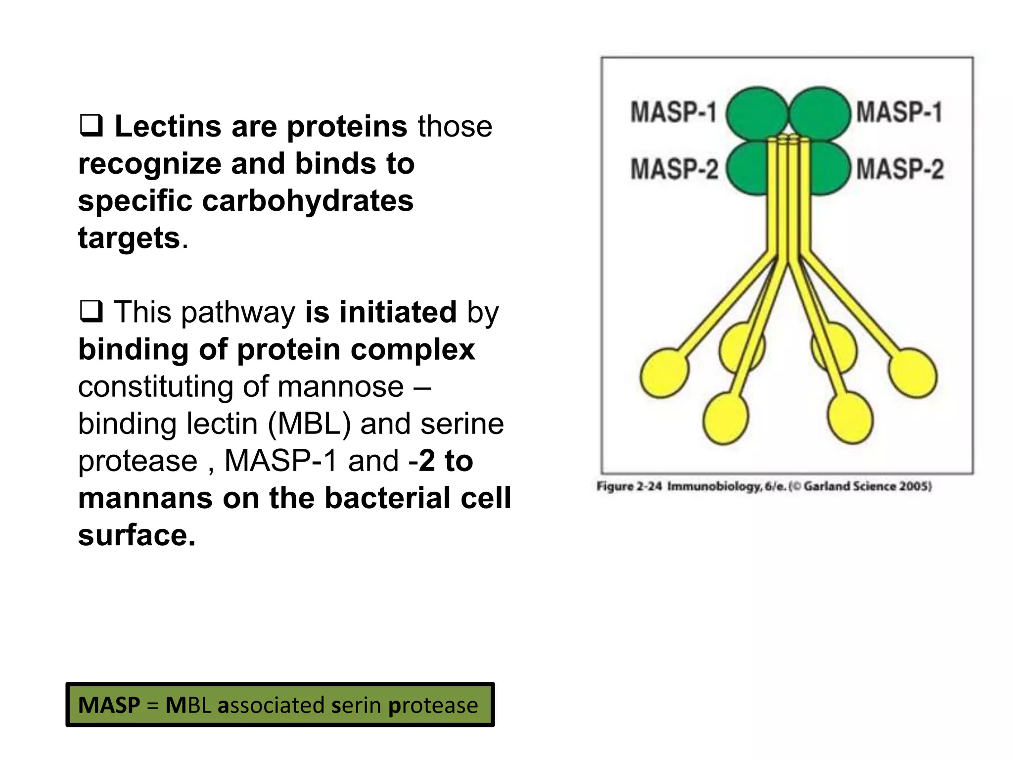  Lectins are proteins those
recognize and binds to
specific carbohydrates
targets.
 This pathway is initiated by
binding of protein complex
constituting of mannose –
binding lectin (MBL) and serine
protease , MASP-1 and -2 to
mannans on the bacterial cell
surface.
MASP = MBL associated serin protease
 