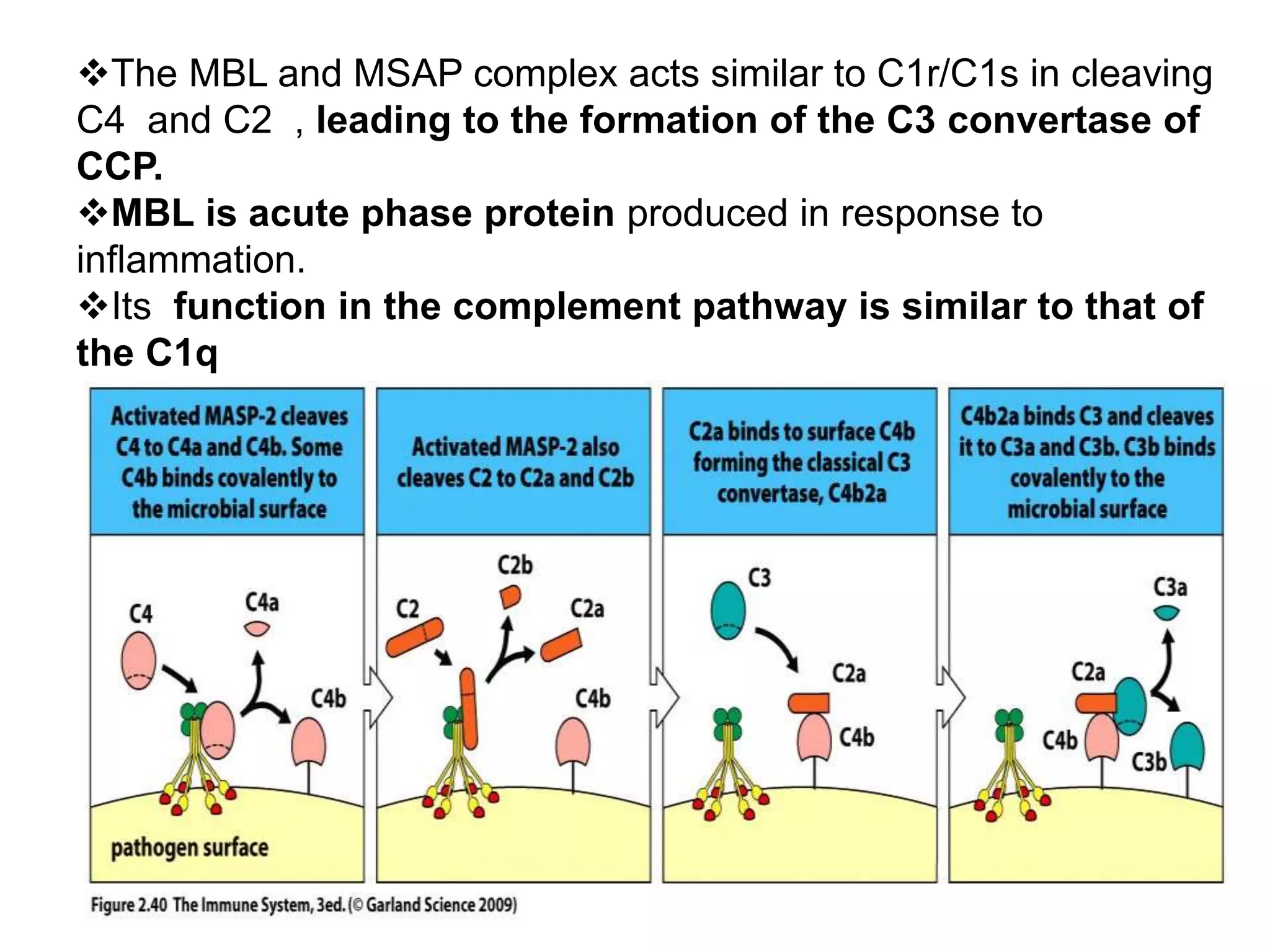 The MBL and MSAP complex acts similar to C1r/C1s in cleaving
C4 and C2 , leading to the formation of the C3 convertase of
CCP.
MBL is acute phase protein produced in response to
inflammation.
Its function in the complement pathway is similar to that of
the C1q
 