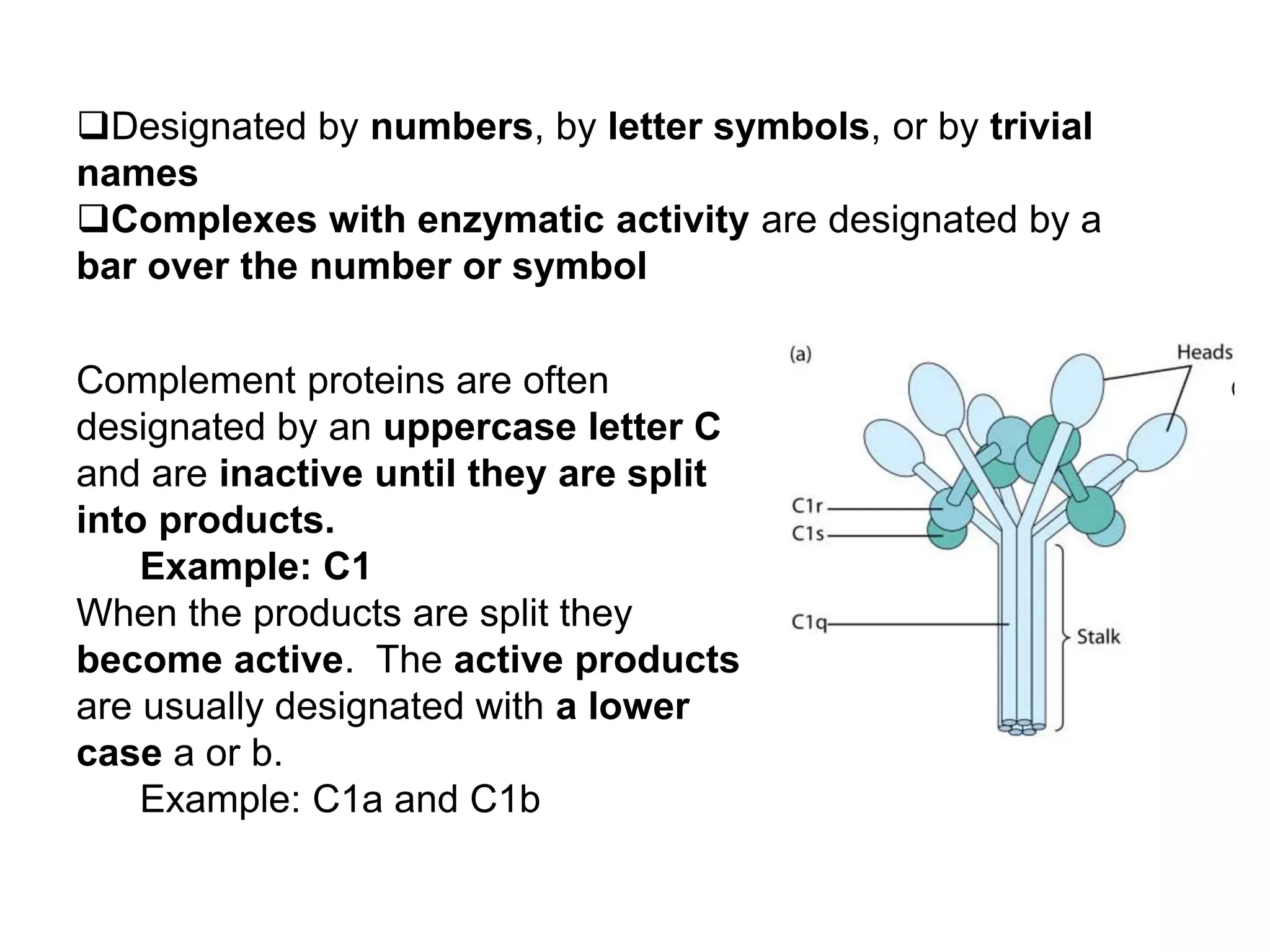Complement proteins are often
designated by an uppercase letter C
and are inactive until they are split
into products.
Example: C1
When the products are split they
become active. The active products
are usually designated with a lower
case a or b.
Example: C1a and C1b
Designated by numbers, by letter symbols, or by trivial
names
Complexes with enzymatic activity are designated by a
bar over the number or symbol
 