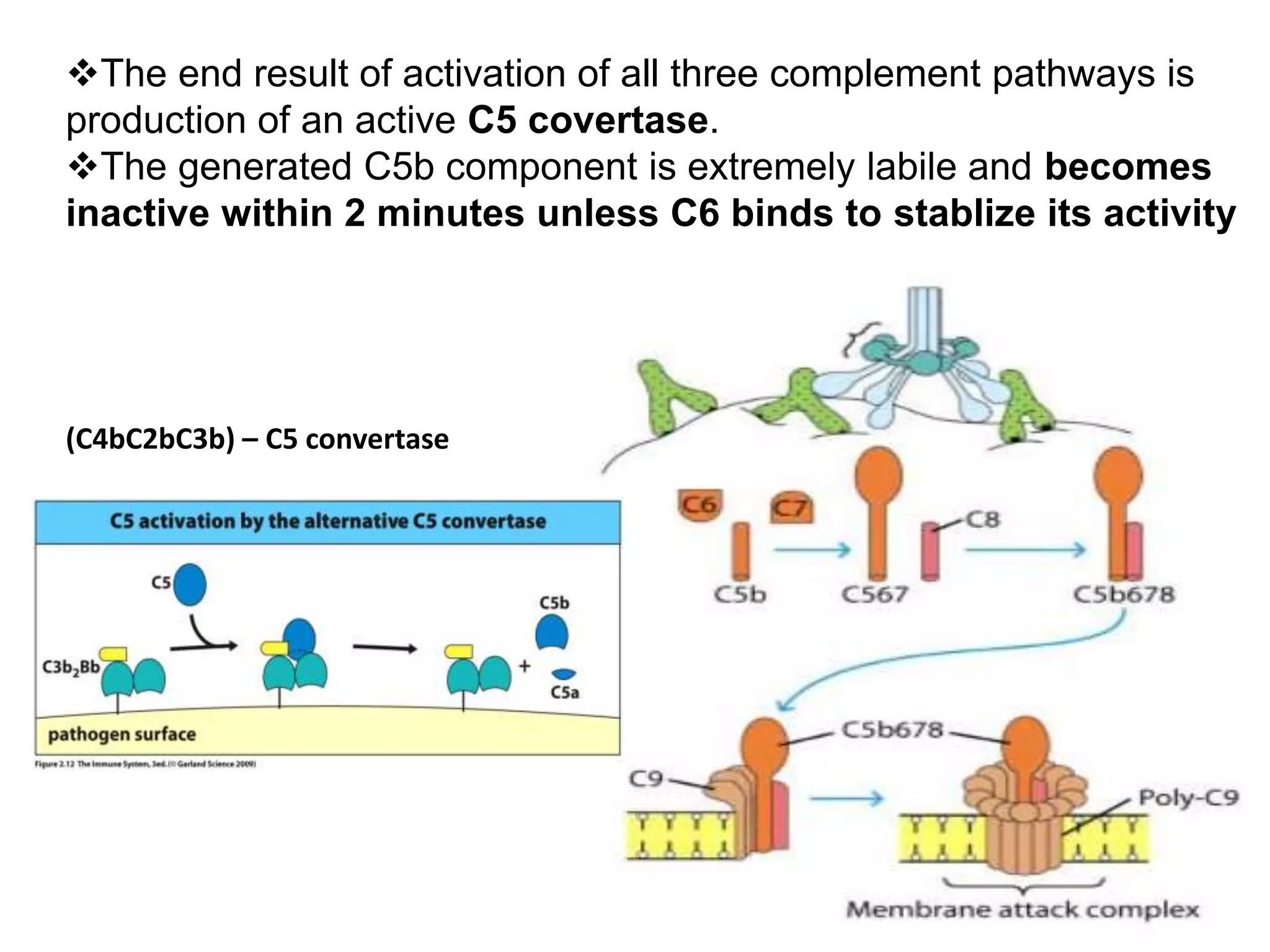The end result of activation of all three complement pathways is
production of an active C5 covertase.
The generated C5b component is extremely labile and becomes
inactive within 2 minutes unless C6 binds to stablize its activity
(C4bC2bC3b) – C5 convertase
 