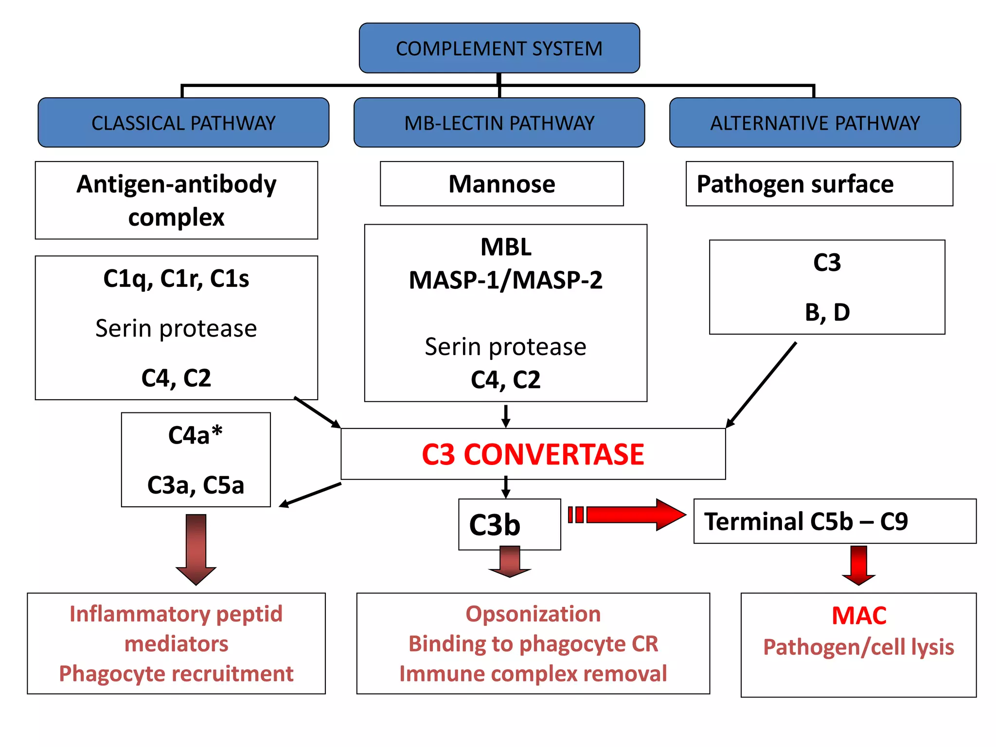 Antigen-antibody
complex
Mannose Pathogen surface
C1q, C1r, C1s
Serin protease
C4, C2
MBL
MASP-1/MASP-2
Serin protease
C4, C2
C3
B, D
COMPLEMENT SYSTEM
CLASSICAL PATHWAY MB-LECTIN PATHWAY ALTERNATIVE PATHWAY
C3 CONVERTASE
C4a*
C3a, C5a
Inflammatory peptid
mediators
Phagocyte recruitment
C3b
Opsonization
Binding to phagocyte CR
Immune complex removal
Terminal C5b – C9
MAC
Pathogen/cell lysis
 