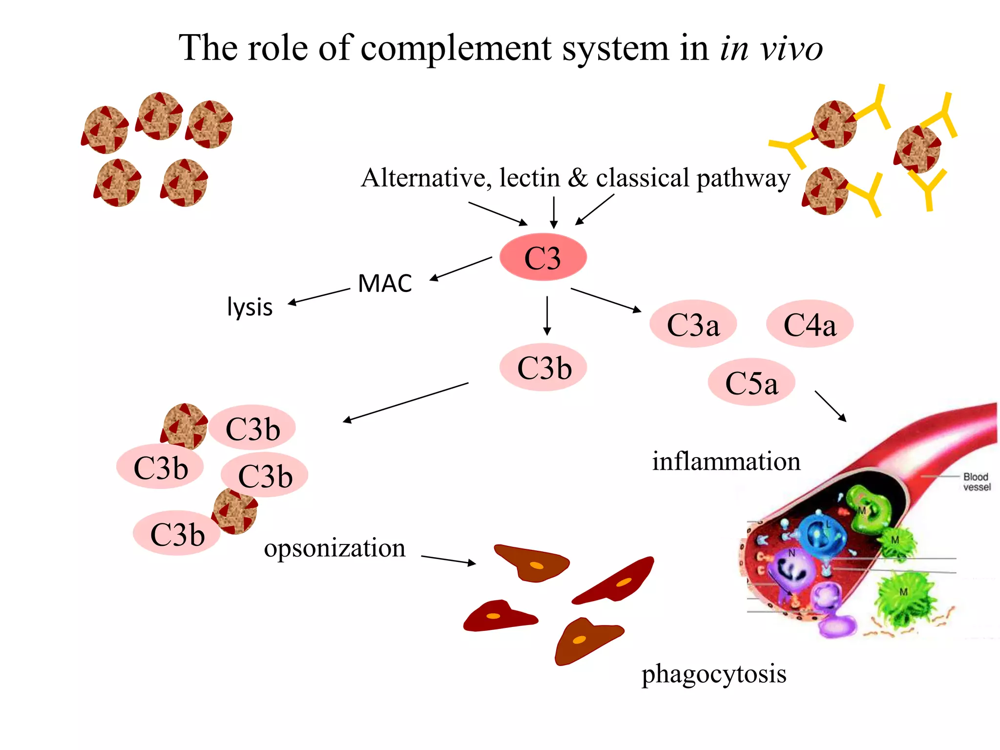 inflammation
The role of complement system in in vivo
Alternative, lectin & classical pathway
C3
C3b
opsonization
phagocytosis
C3b
C3bC3b
C3b
C5a
C4aC3a
MAC
lysis
 