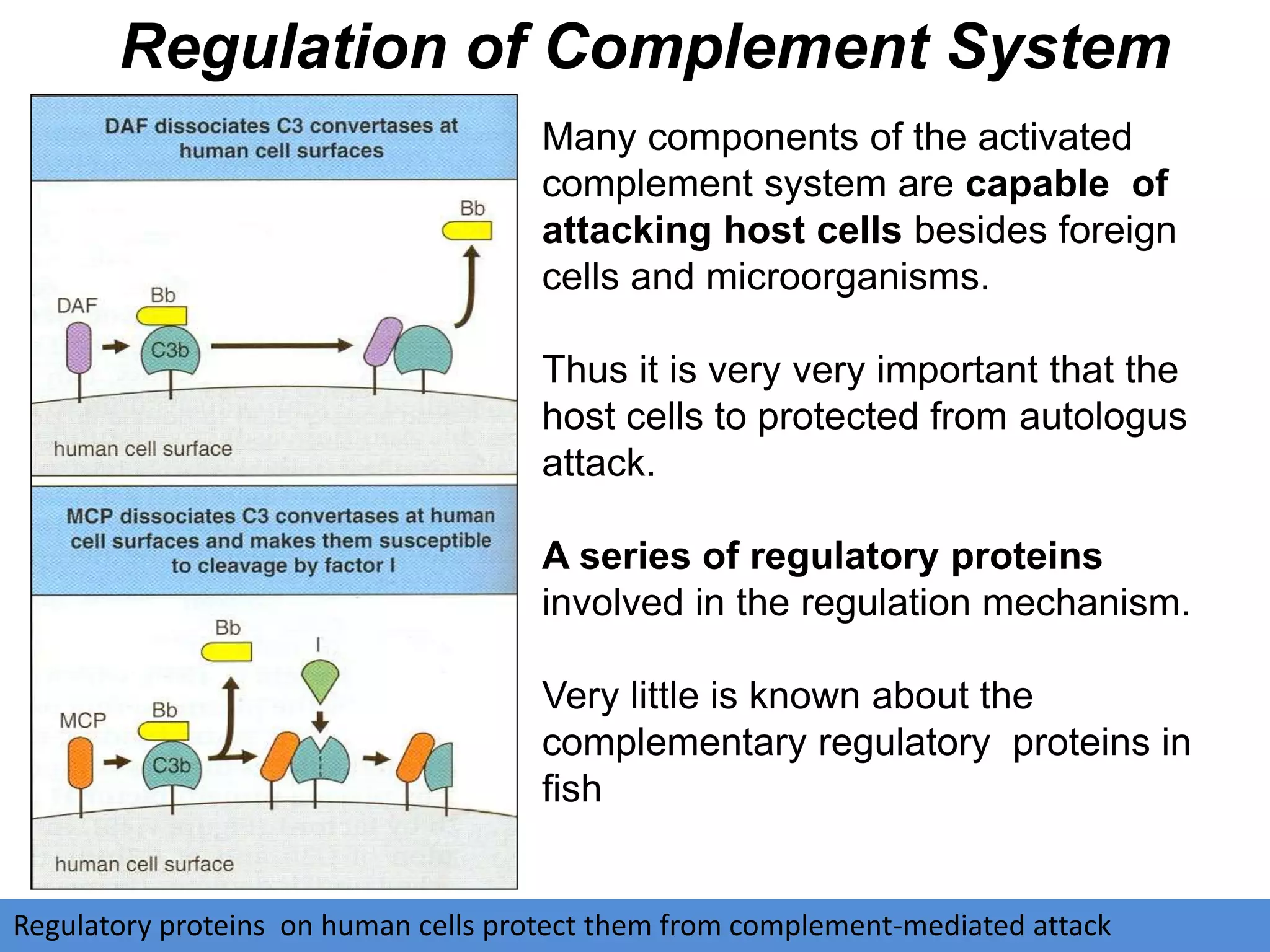 Many components of the activated
complement system are capable of
attacking host cells besides foreign
cells and microorganisms.
Thus it is very very important that the
host cells to protected from autologus
attack.
A series of regulatory proteins
involved in the regulation mechanism.
Very little is known about the
complementary regulatory proteins in
fish
Regulation of Complement System
Regulatory proteins on human cells protect them from complement-mediated attack
 