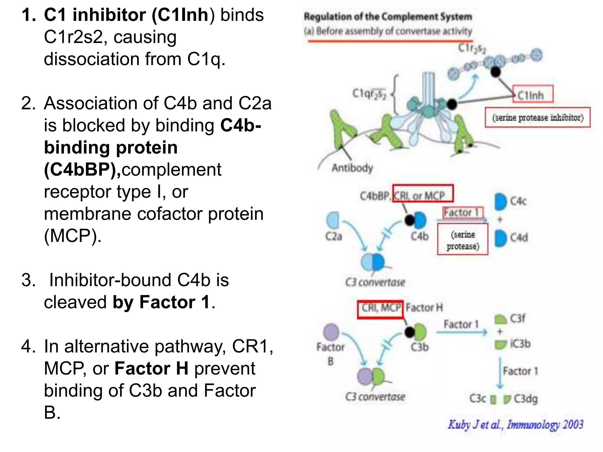 1. C1 inhibitor (C1Inh) binds
C1r2s2, causing
dissociation from C1q.
2. Association of C4b and C2a
is blocked by binding C4b-
binding protein
(C4bBP),complement
receptor type I, or
membrane cofactor protein
(MCP).
3. Inhibitor-bound C4b is
cleaved by Factor 1.
4. In alternative pathway, CR1,
MCP, or Factor H prevent
binding of C3b and Factor
B.
 