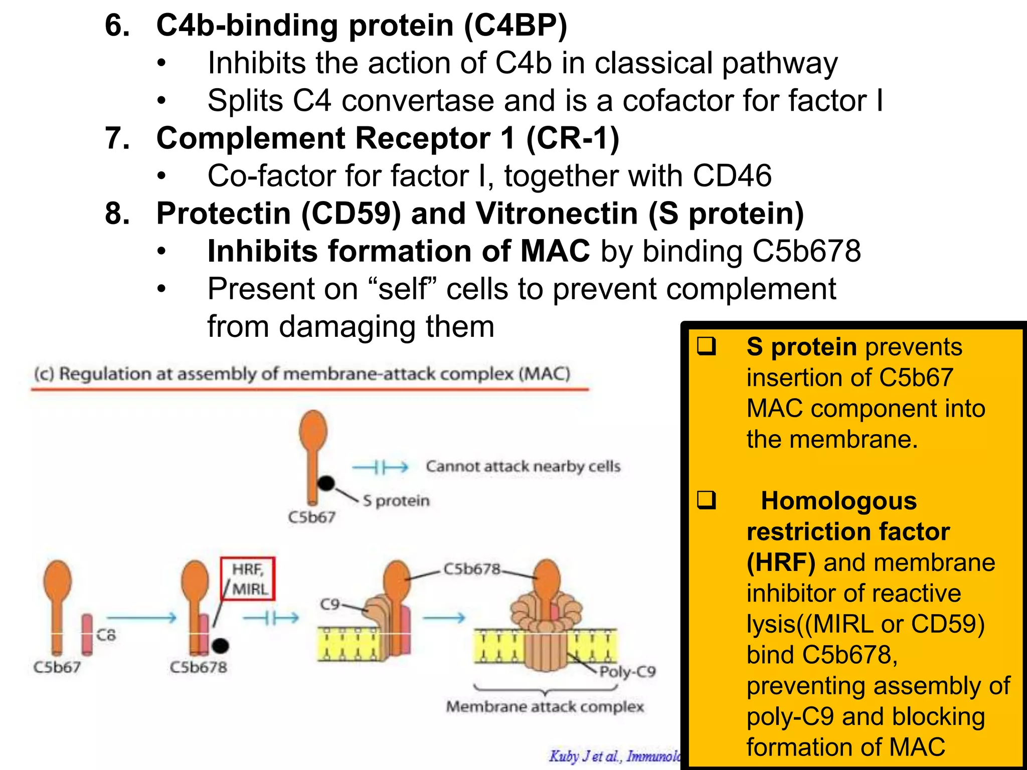 6. C4b-binding protein (C4BP)
• Inhibits the action of C4b in classical pathway
• Splits C4 convertase and is a cofactor for factor I
7. Complement Receptor 1 (CR-1)
• Co-factor for factor I, together with CD46
8. Protectin (CD59) and Vitronectin (S protein)
• Inhibits formation of MAC by binding C5b678
• Present on “self” cells to prevent complement
from damaging them
 S protein prevents
insertion of C5b67
MAC component into
the membrane.
 Homologous
restriction factor
(HRF) and membrane
inhibitor of reactive
lysis((MIRL or CD59)
bind C5b678,
preventing assembly of
poly-C9 and blocking
formation of MAC
 