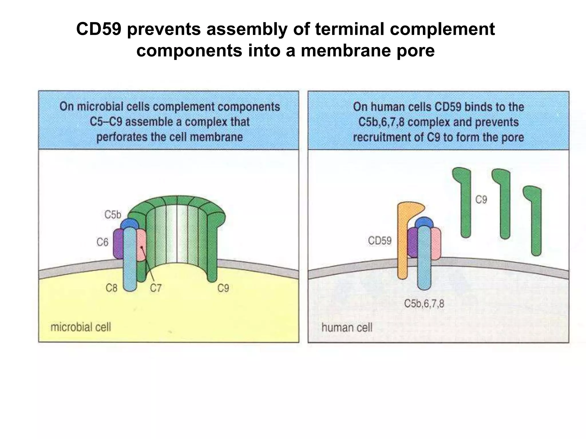 CD59 prevents assembly of terminal complement
components into a membrane pore
 