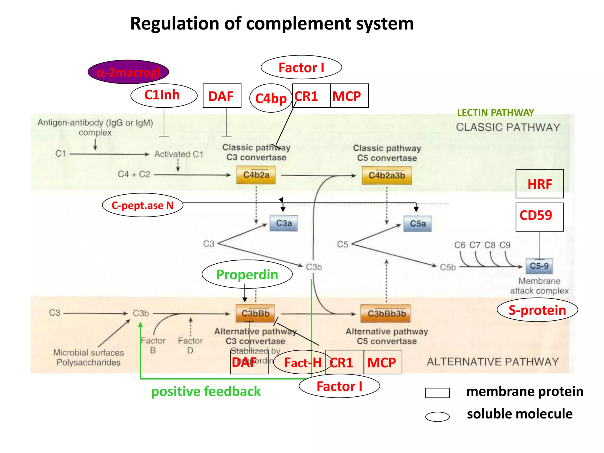 DAFC1Inh
Properdin
positive feedback
Factor I
CR1 MCPC4bp
Factor I
Fact-H CR1 MCPDAF
CD59
HRF
S-protein
a-2macrogl
LECTIN PATHWAY
Regulation of complement system
membrane protein
soluble molecule
C-pept.ase N
 