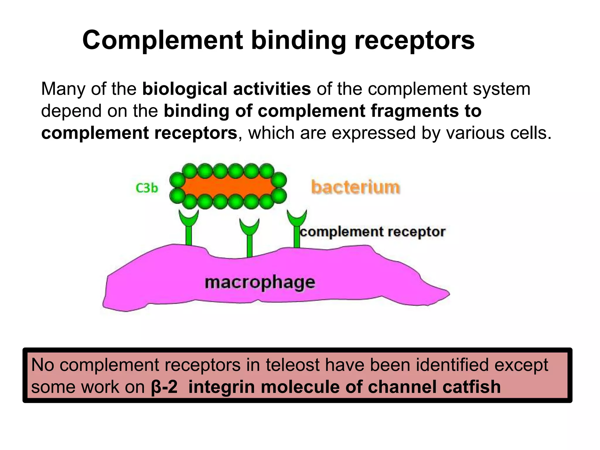Complement binding receptors
Many of the biological activities of the complement system
depend on the binding of complement fragments to
complement receptors, which are expressed by various cells.
No complement receptors in teleost have been identified except
some work on β-2 integrin molecule of channel catfish
 