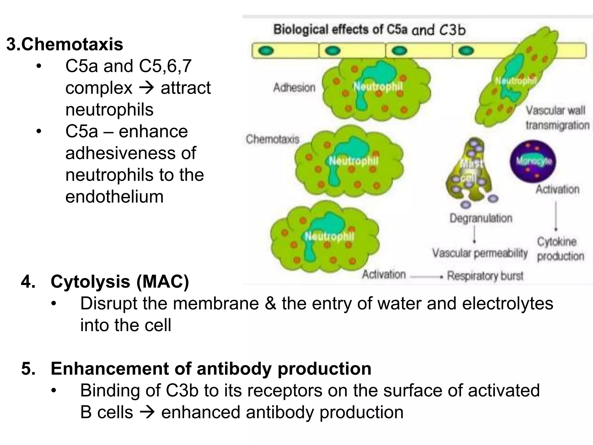 3.Chemotaxis
• C5a and C5,6,7
complex  attract
neutrophils
• C5a – enhance
adhesiveness of
neutrophils to the
endothelium
4. Cytolysis (MAC)
• Disrupt the membrane & the entry of water and electrolytes
into the cell
5. Enhancement of antibody production
• Binding of C3b to its receptors on the surface of activated
B cells  enhanced antibody production
 