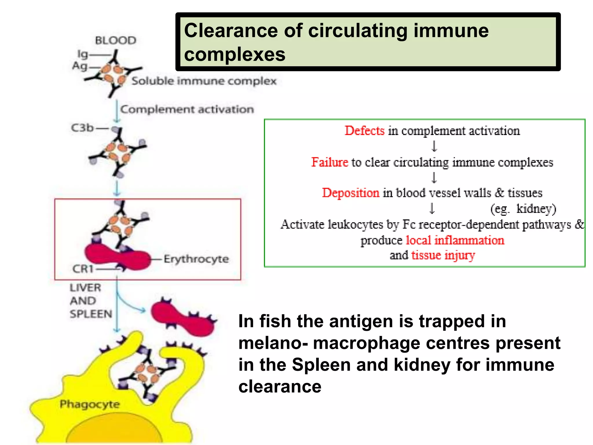 Clearance of circulating immune
complexes
In fish the antigen is trapped in
melano- macrophage centres present
in the Spleen and kidney for immune
clearance
 