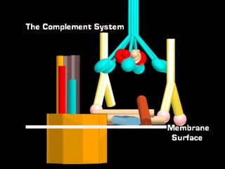 Complement system
 