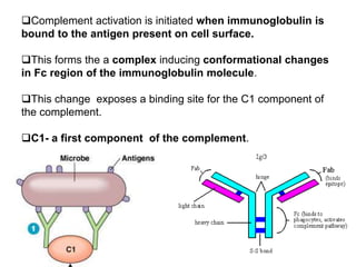 Complement activation is initiated when immunoglobulin is
bound to the antigen present on cell surface.
This forms the a complex inducing conformational changes
in Fc region of the immunoglobulin molecule.
This change exposes a binding site for the C1 component of
the complement.
C1- a first component of the complement.
 