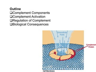 Outline
Complement Components
Complement Activation
Regulation of Complement
Biological Consequences
 