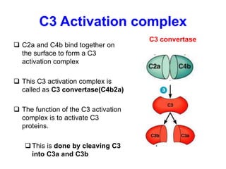 C3 Activation complex
 C2a and C4b bind together on
the surface to form a C3
activation complex
 This C3 activation complex is
called as C3 convertase(C4b2a)
 The function of the C3 activation
complex is to activate C3
proteins.
This is done by cleaving C3
into C3a and C3b
C3 convertase
 