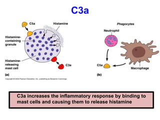 C3a
C3a increases the inflammatory response by binding to
mast cells and causing them to release histamine
 