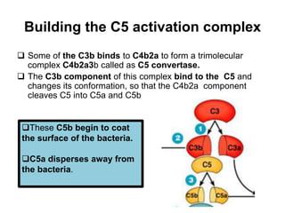Building the C5 activation complex
 Some of the C3b binds to C4b2a to form a trimolecular
complex C4b2a3b called as C5 convertase.
 The C3b component of this complex bind to the C5 and
changes its conformation, so that the C4b2a component
cleaves C5 into C5a and C5b
These C5b begin to coat
the surface of the bacteria.
C5a disperses away from
the bacteria.
 