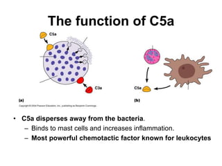 The function of C5a
• C5a disperses away from the bacteria.
– Binds to mast cells and increases inflammation.
– Most powerful chemotactic factor known for leukocytes
 
